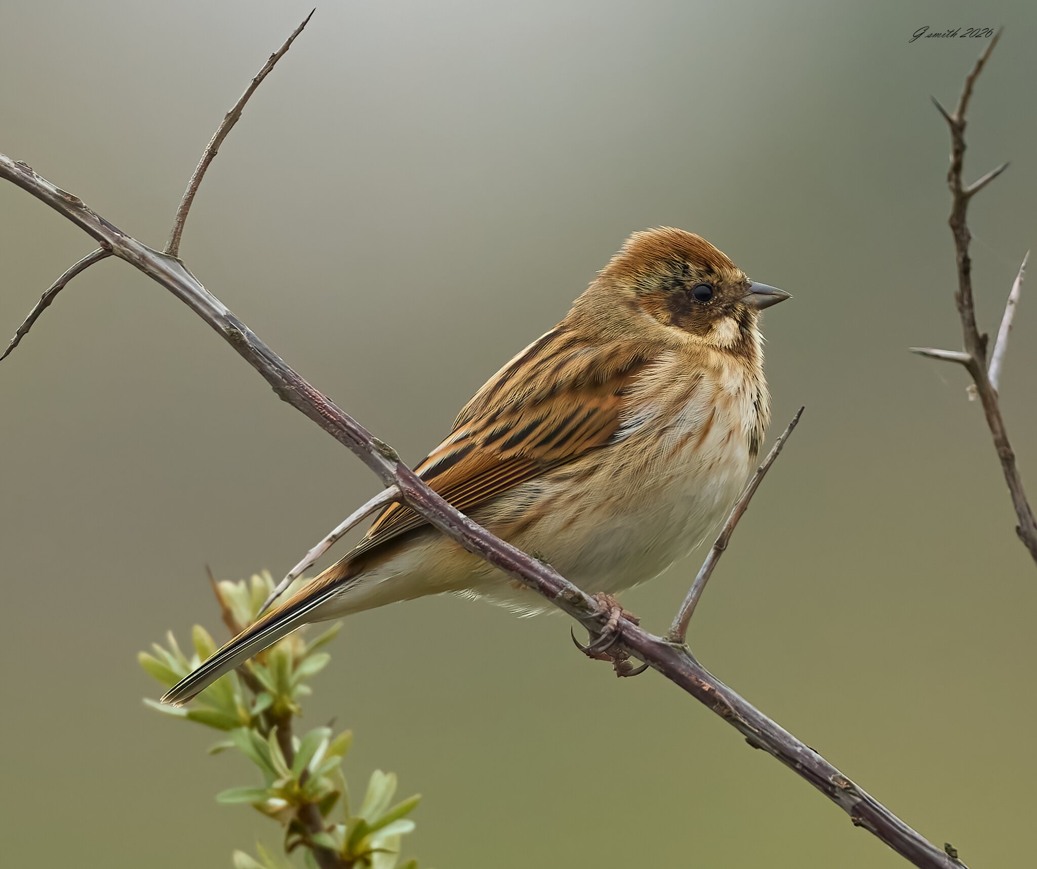 reed bunting 2026 18.jpg