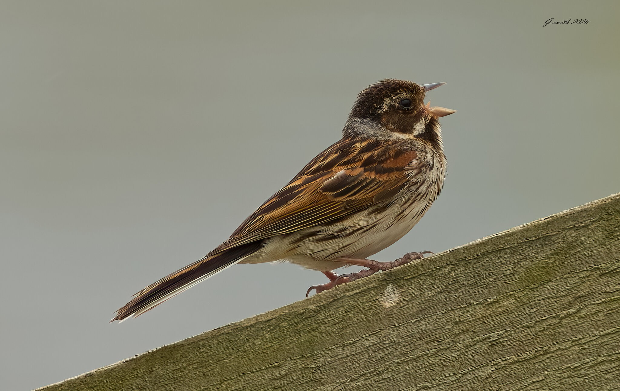 reed bunting 2026_16.jpg