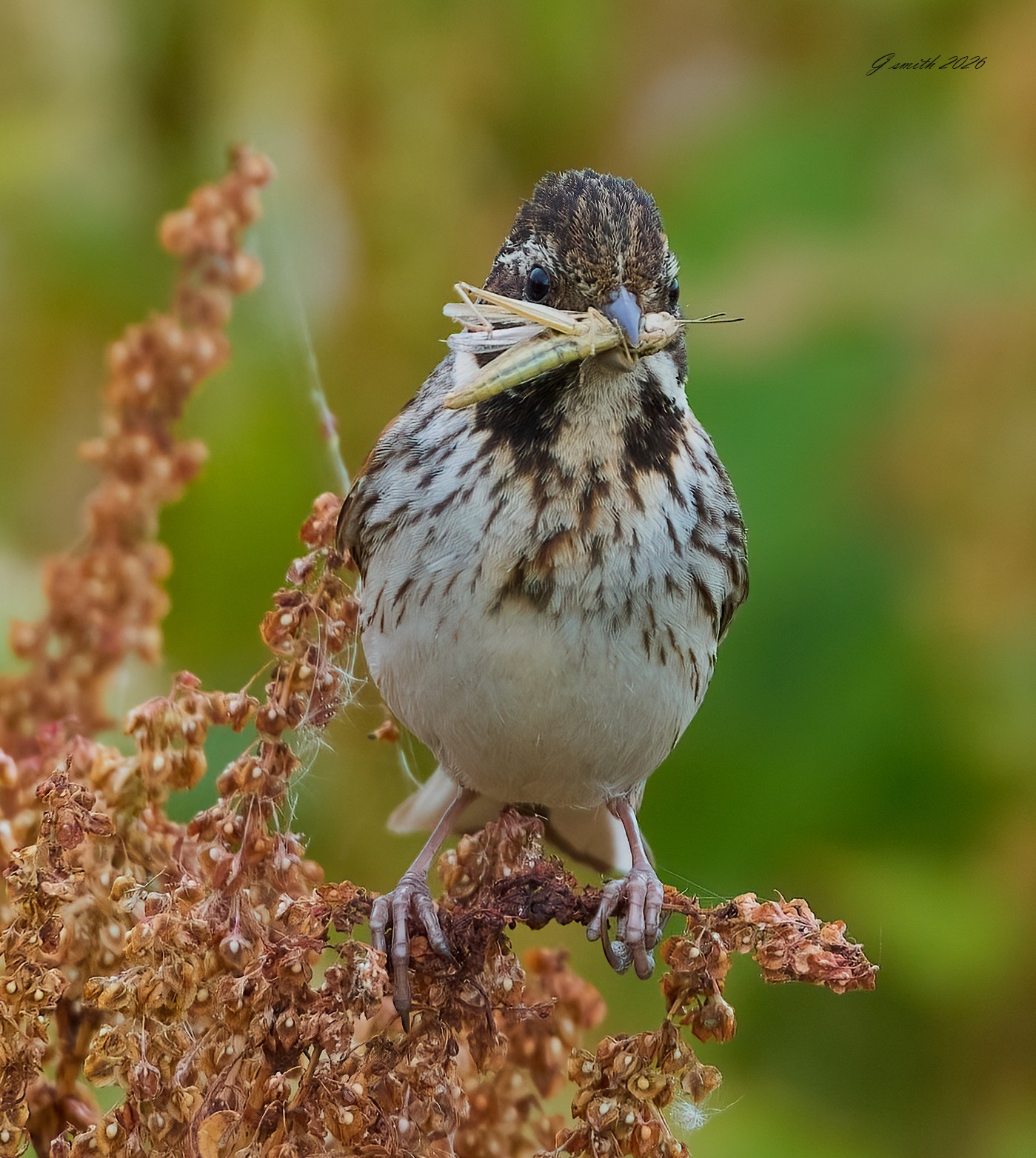 reed bunting 2026_17.jpg