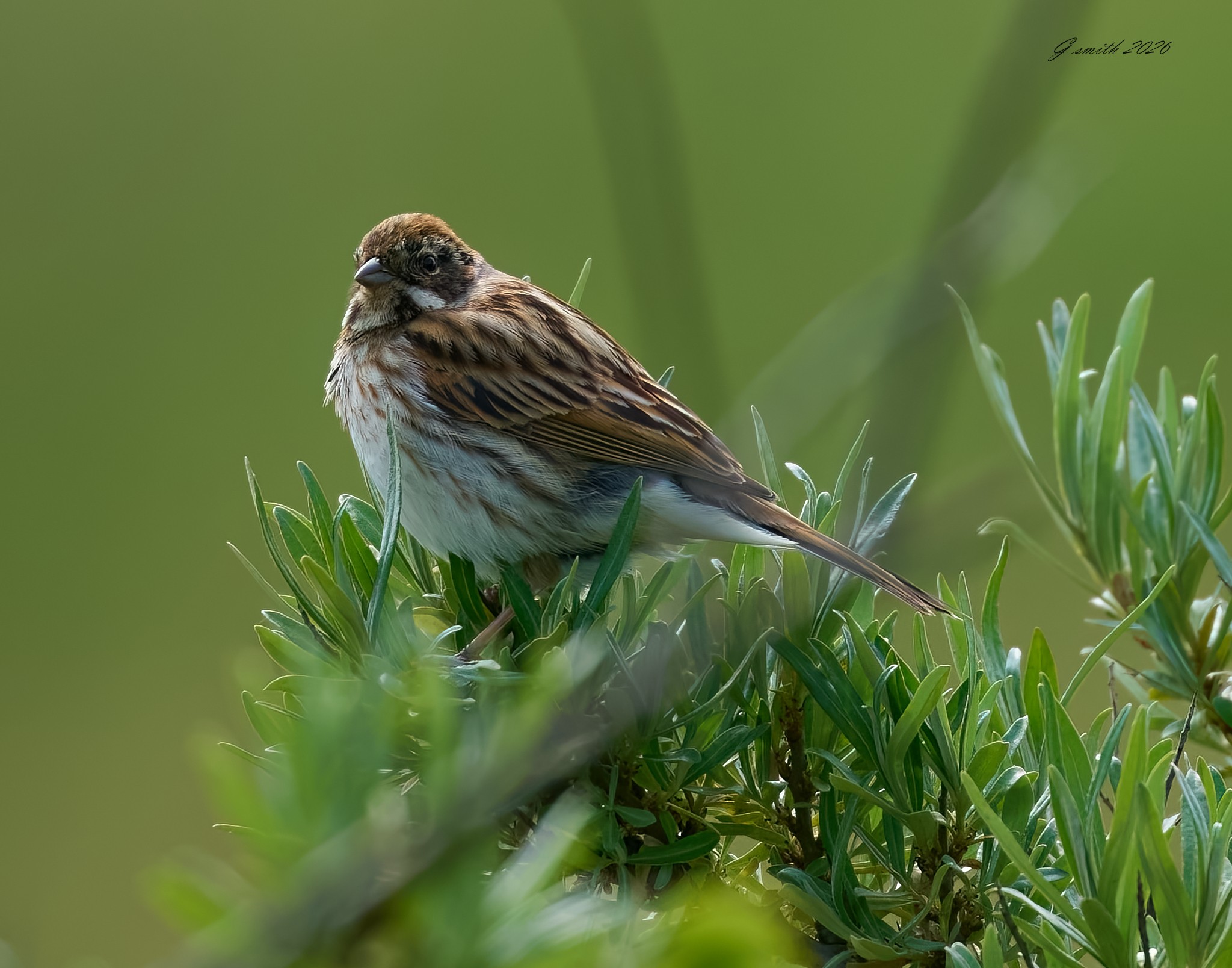 reed bunting 2026_23.jpg