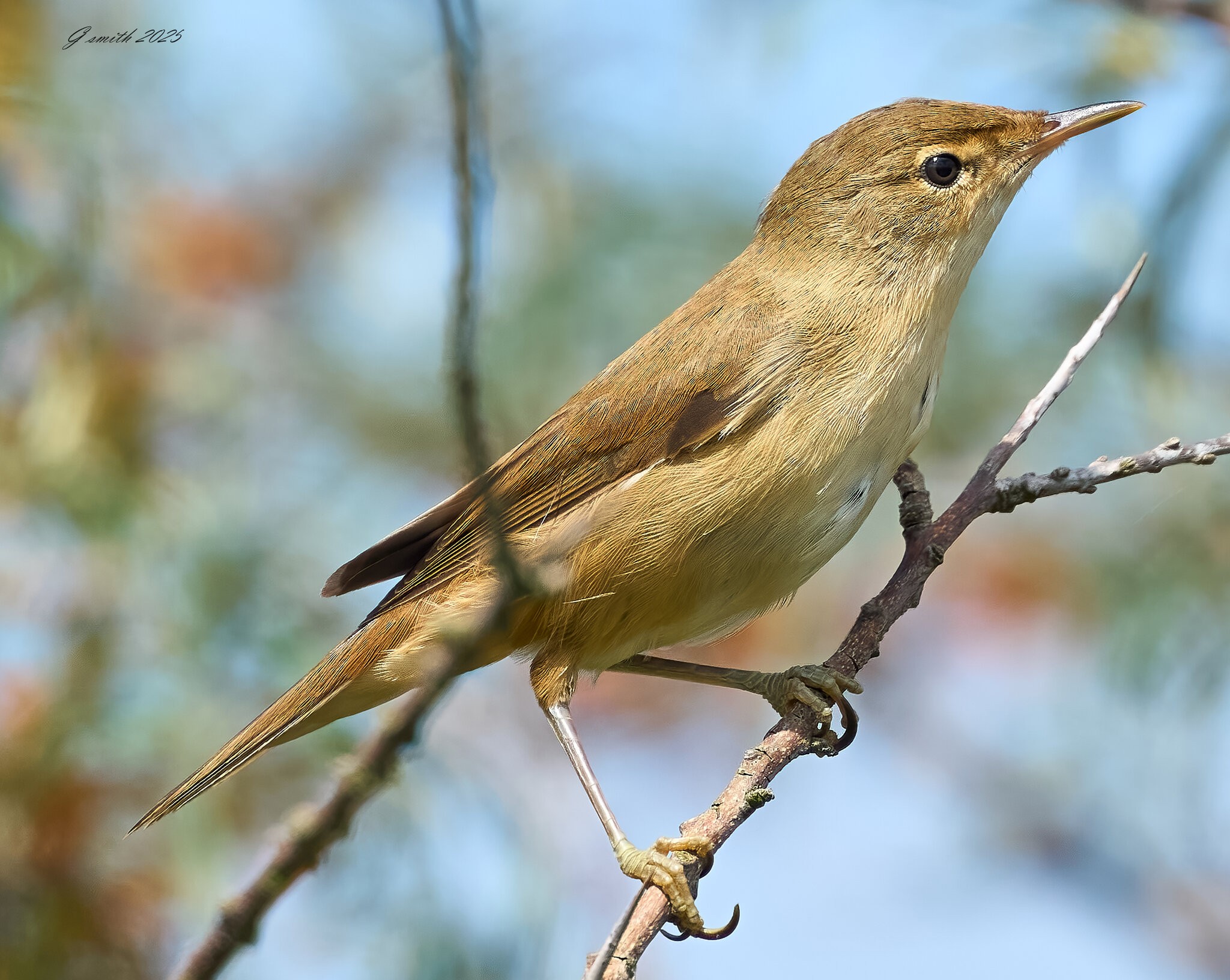 reed warbler 2025  1.jpg