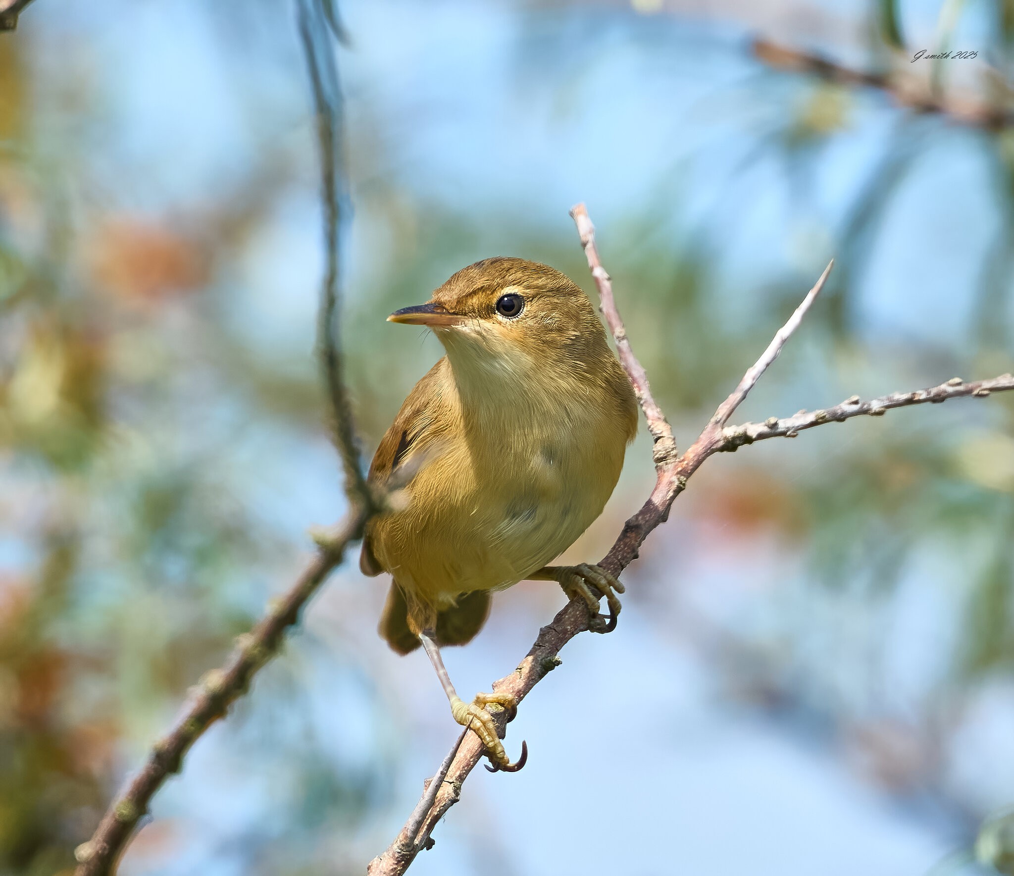 reed warbler 2025 2.jpg