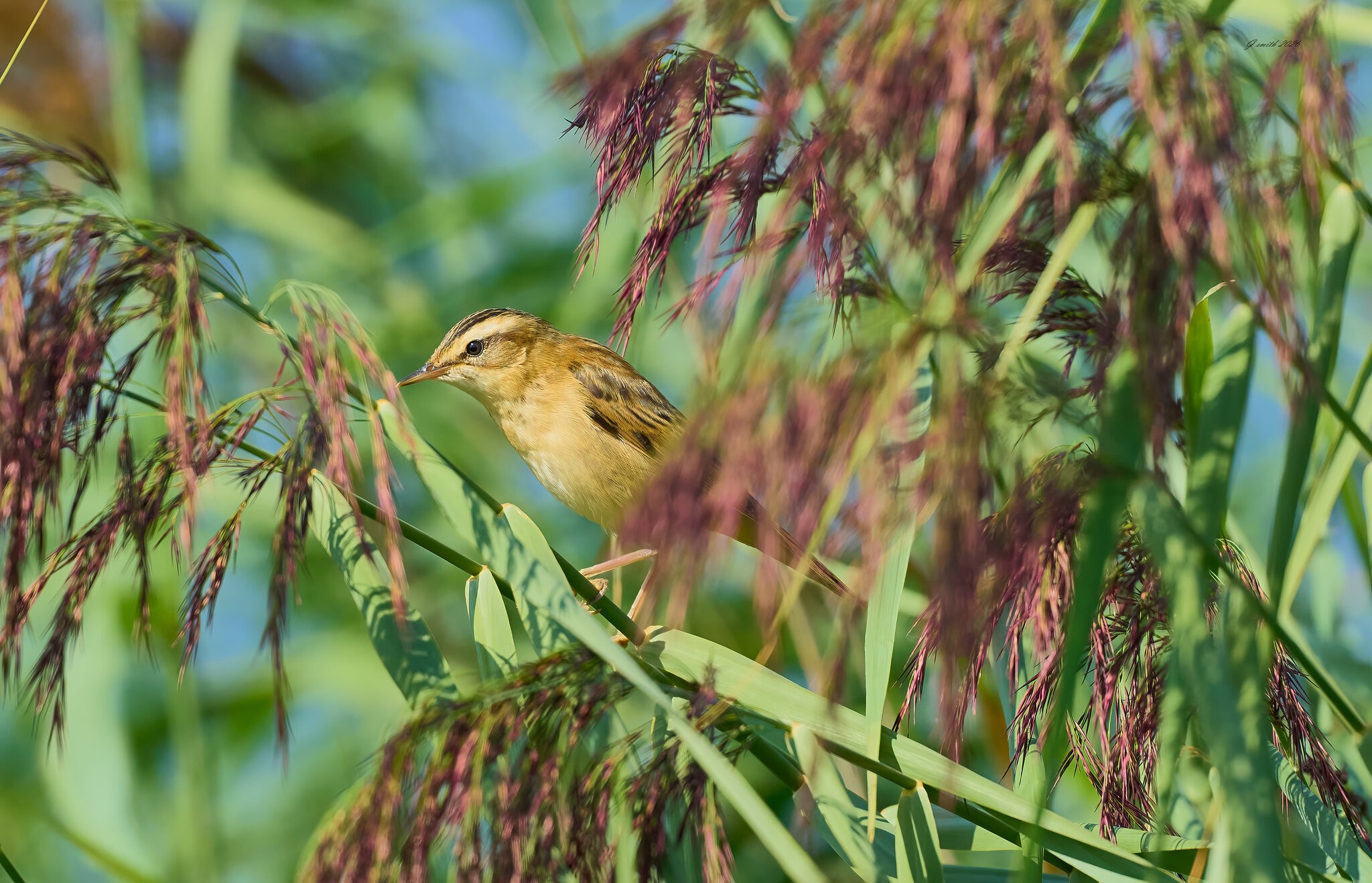 reed warbler 2026_17.jpg