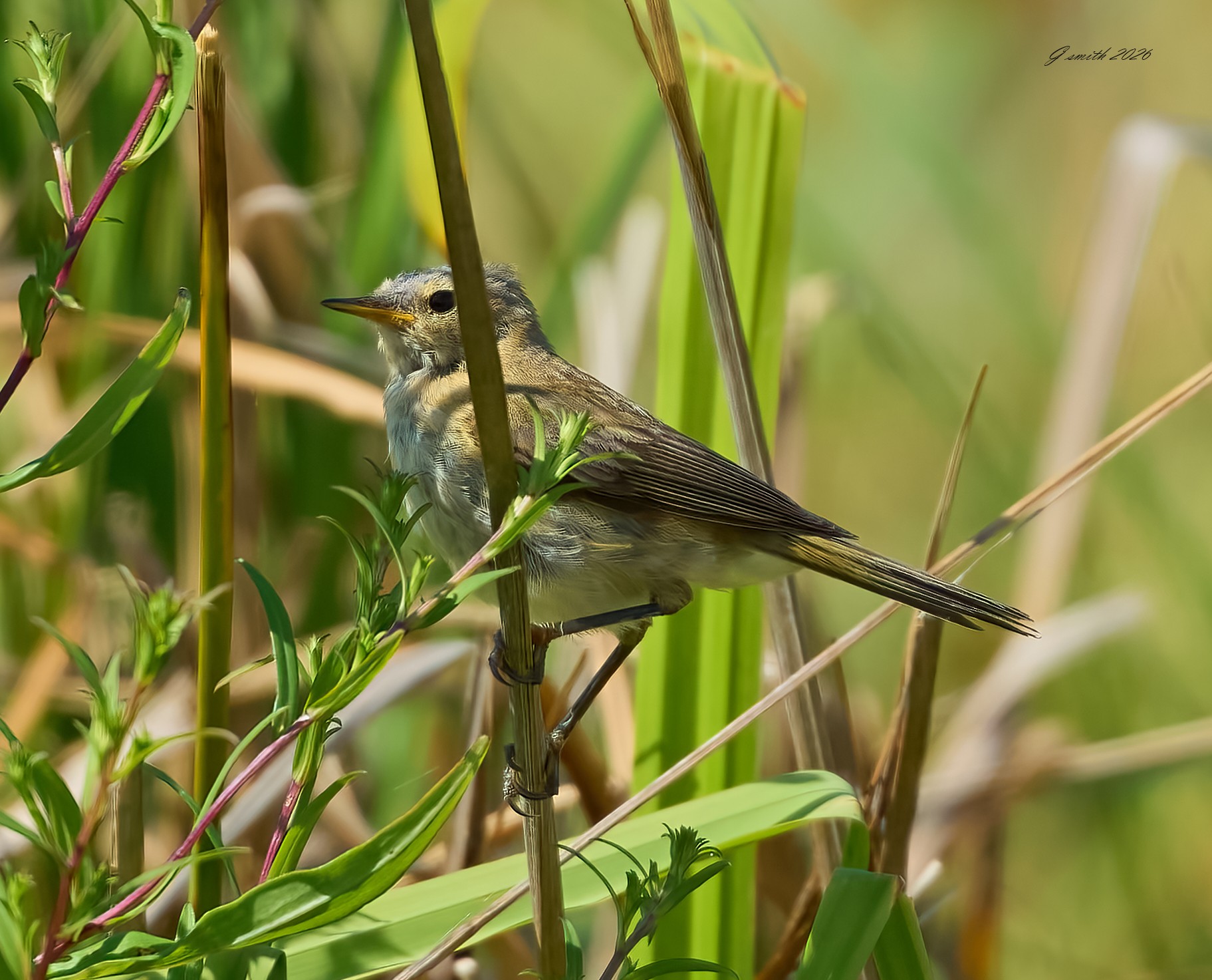 reed warbler 2026_7.jpg