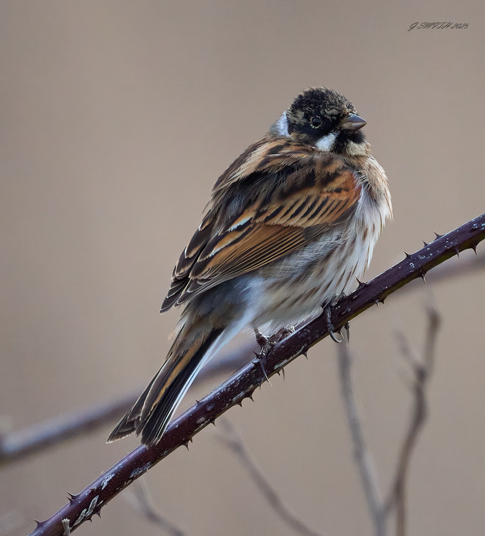 reedbunting 2025 23.jpg
