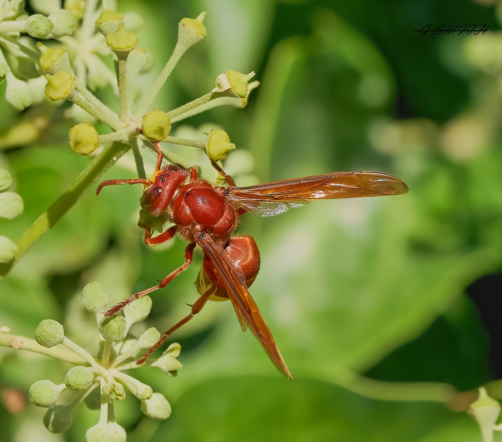 rhodes hornet 2022.jpg