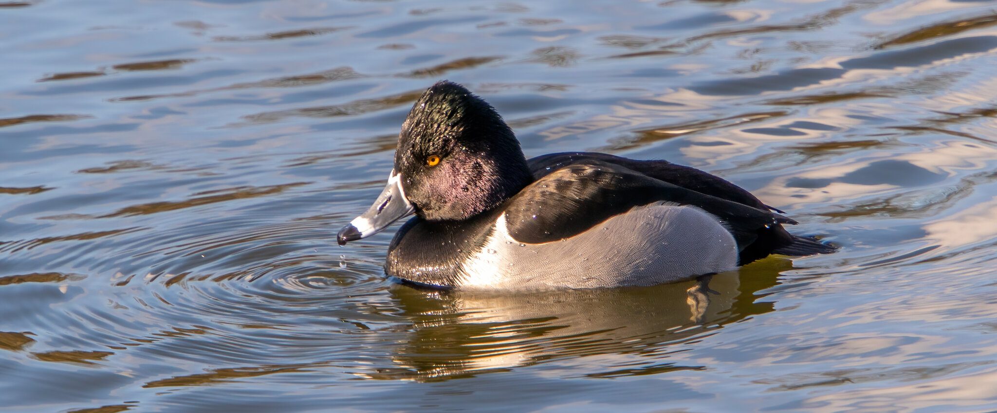 Ring Neck Duck2.jpg