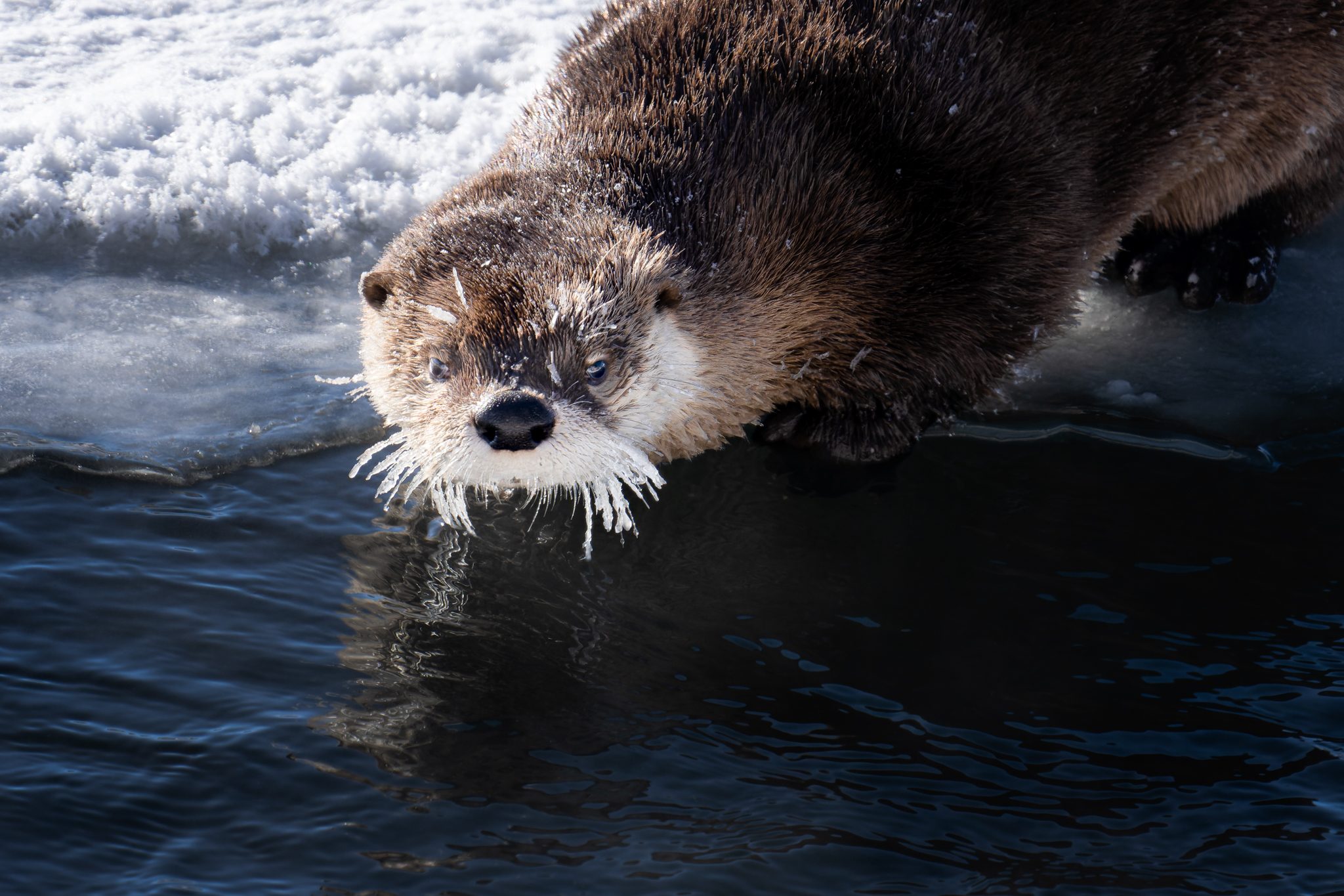 River Otter.jpg