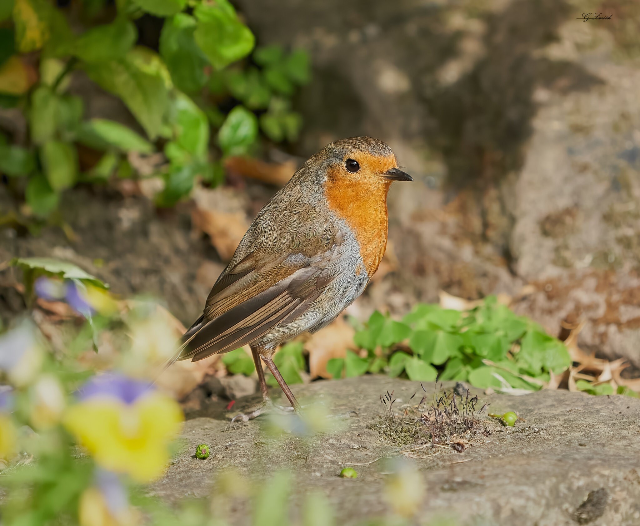 robin 2022 118.jpg