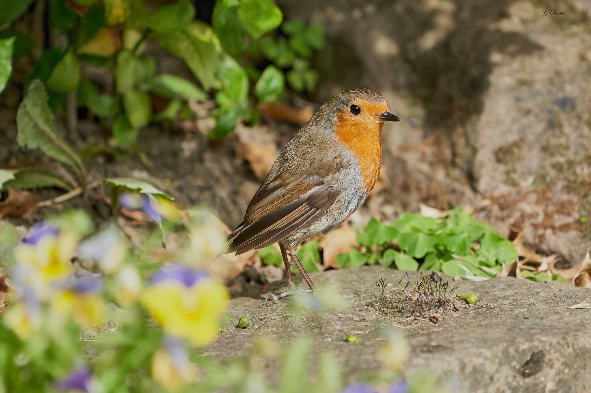 robin 2022 119.jpg