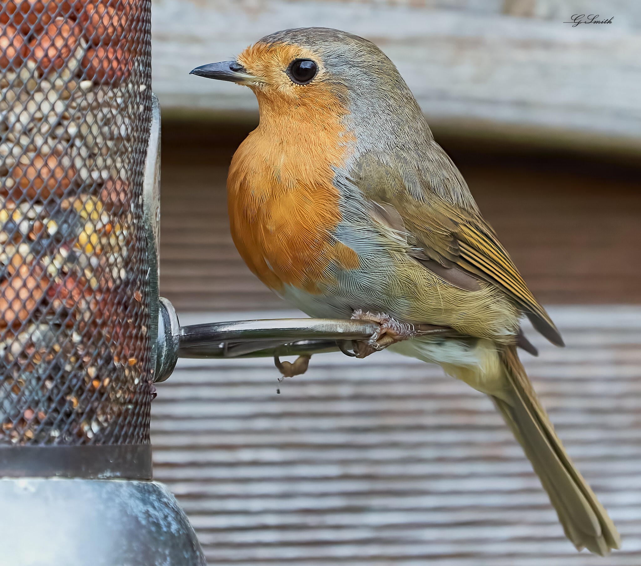 robin 2022 131.jpg