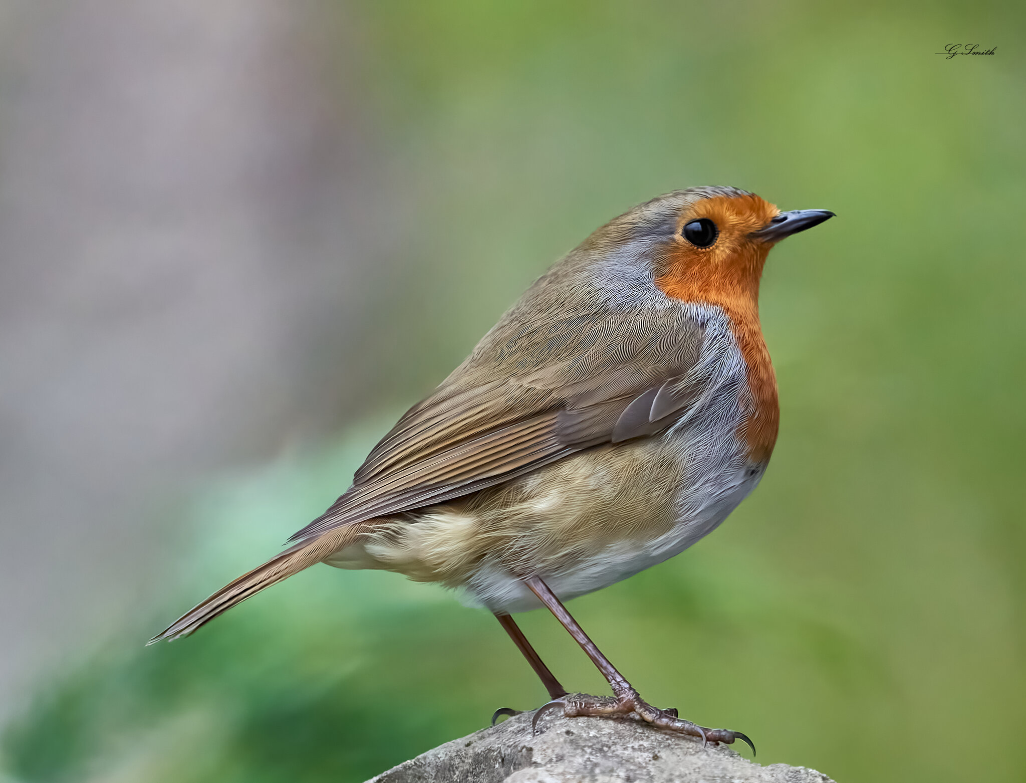 robin 2022 133.jpg