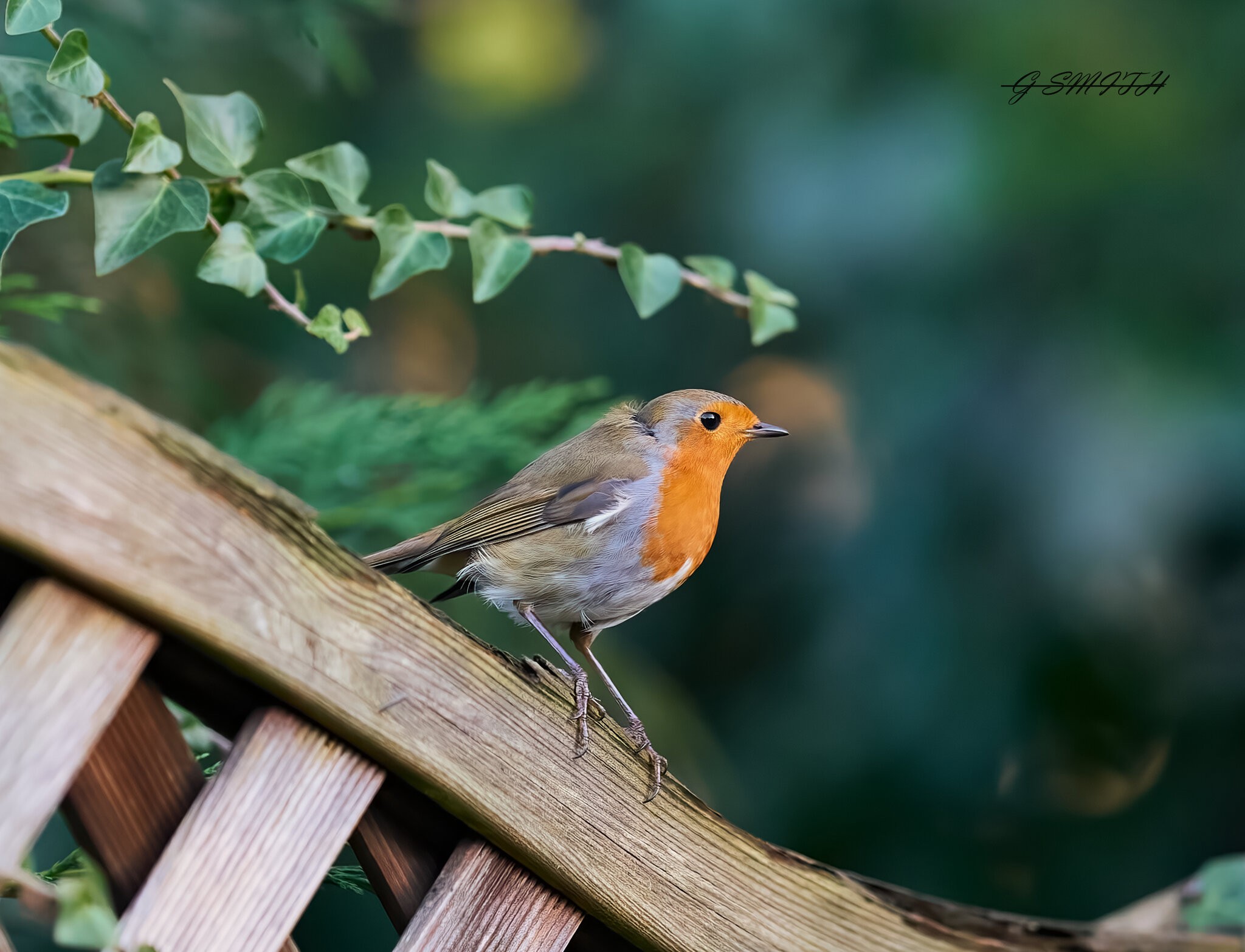 robin 2022 177.jpg