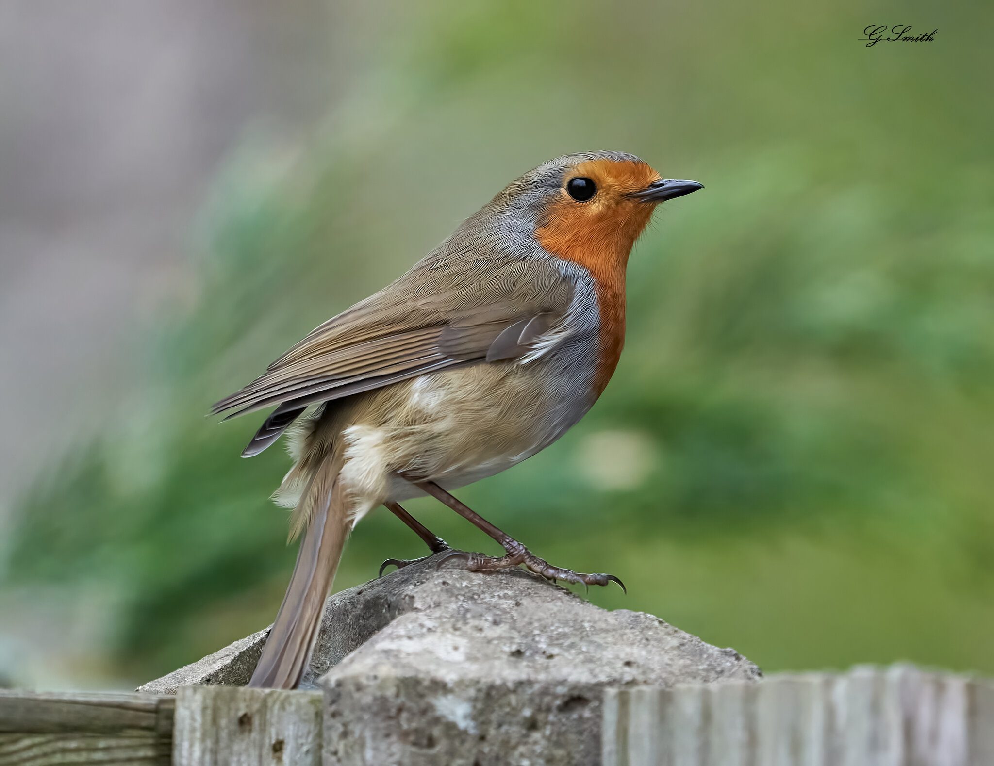robin 2022 43.jpg