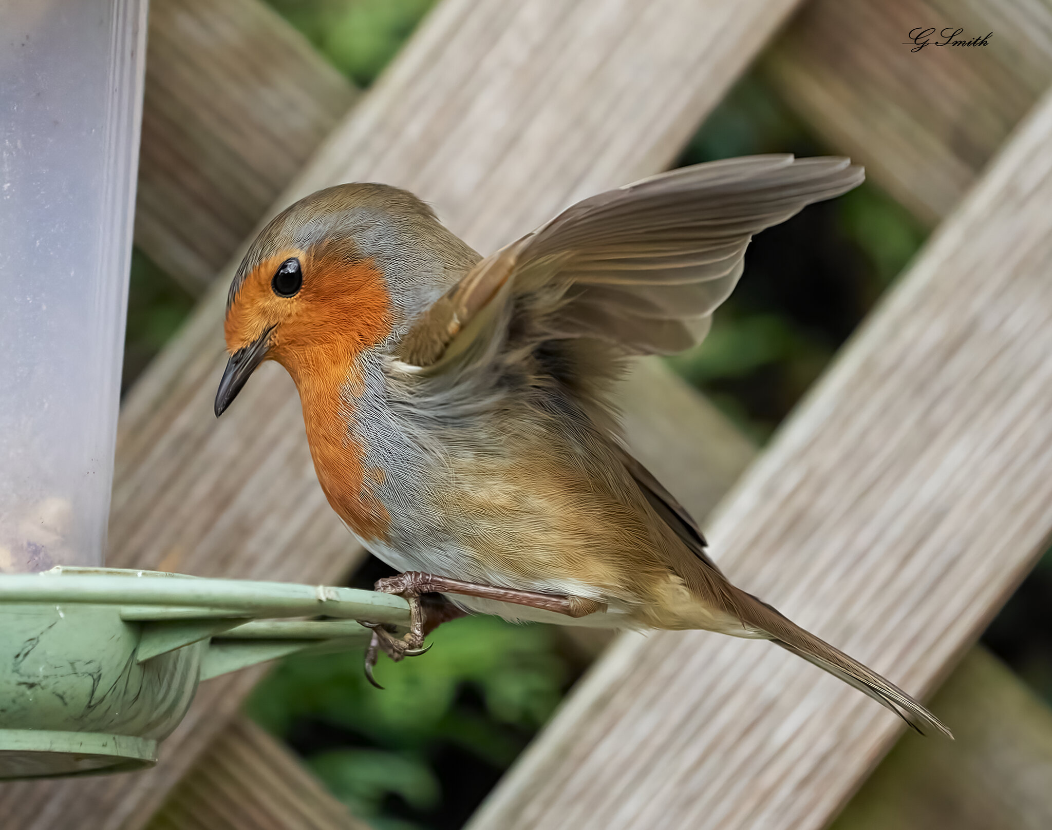 robin 6.4.22.jpg
