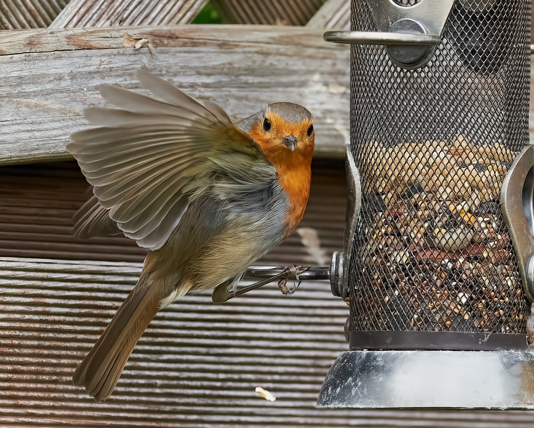 robin 9.6.22 (3).jpg