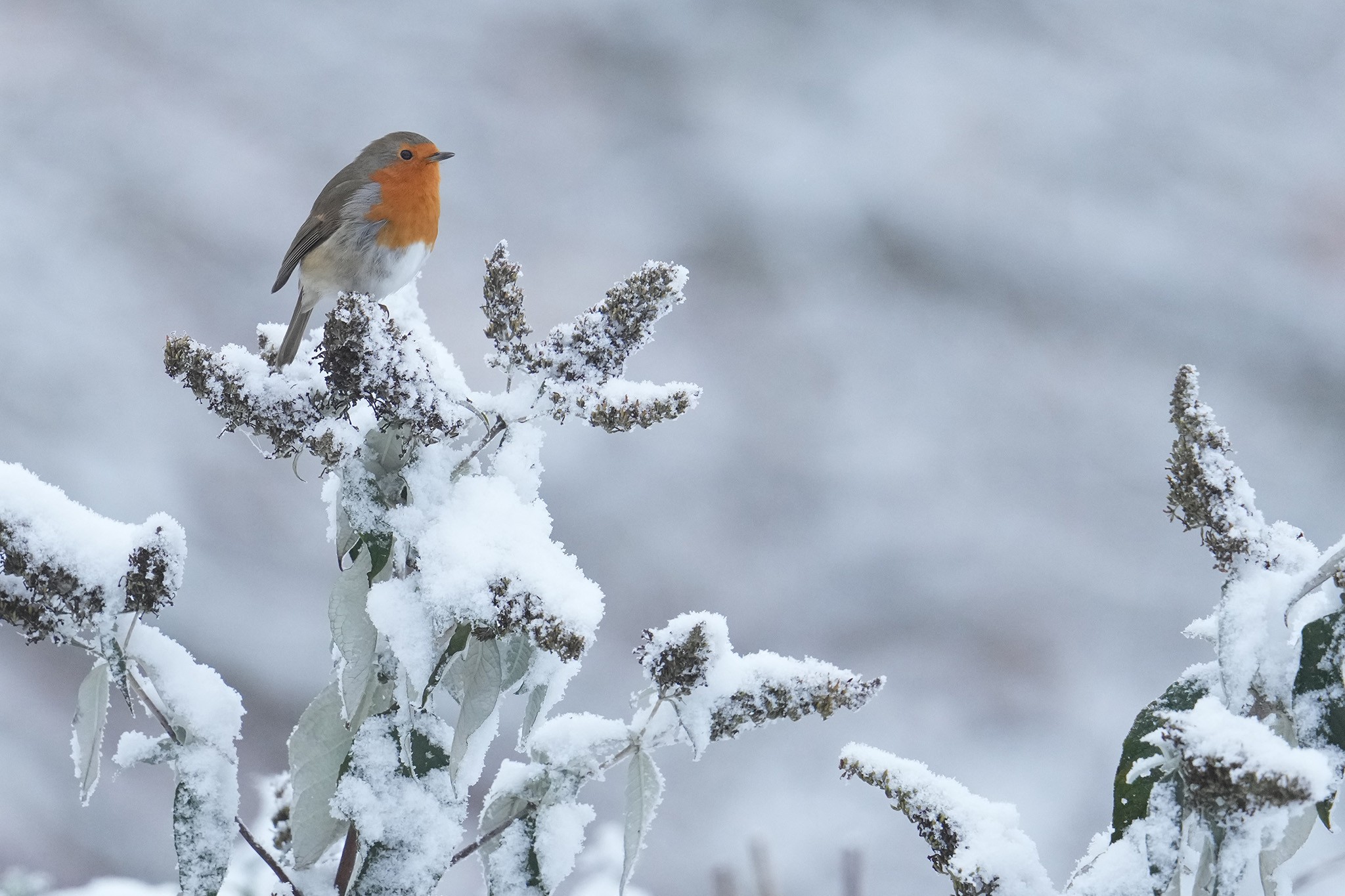 Robin-DSC08023-2048px.jpg