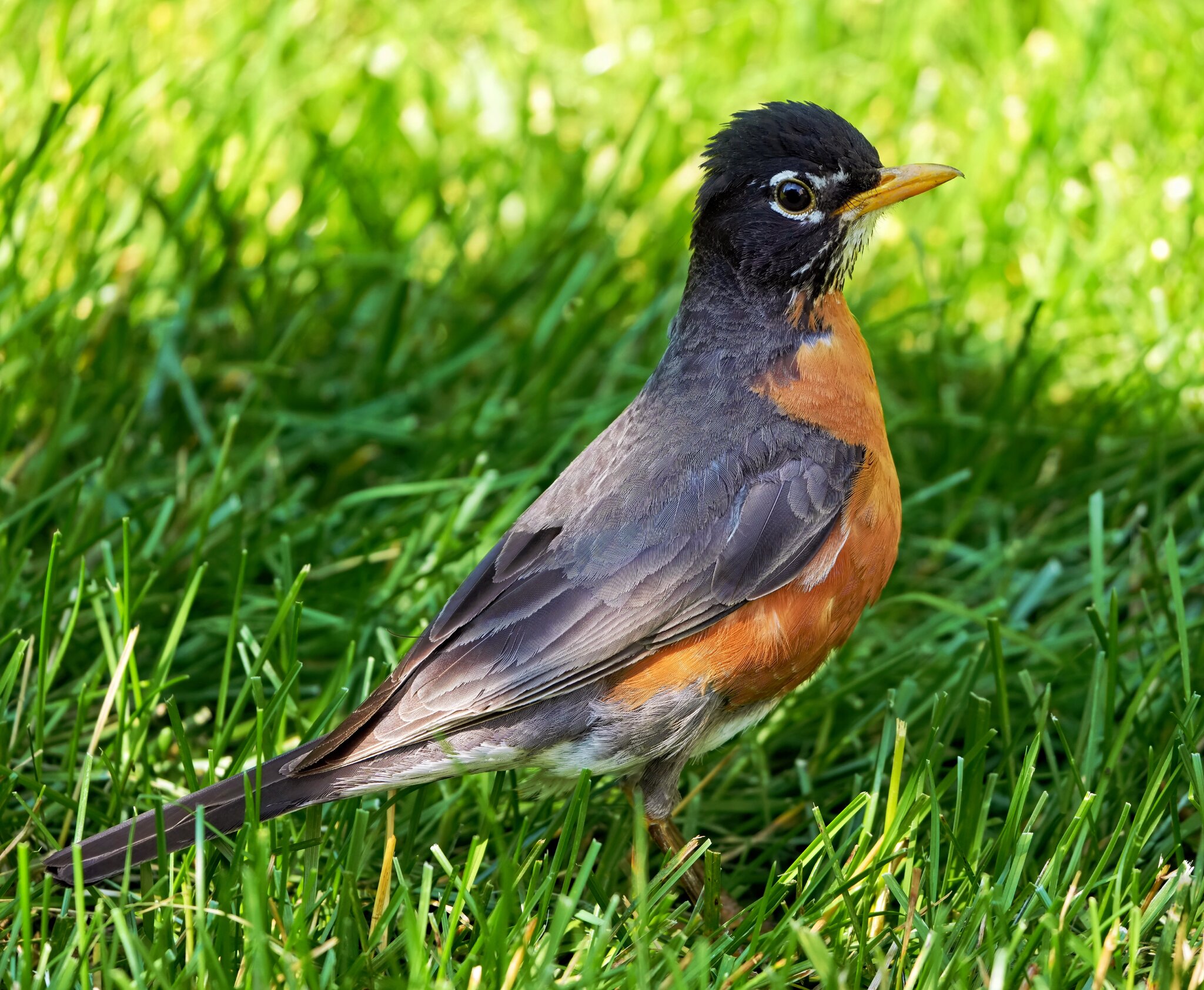 Robin Final.jpg