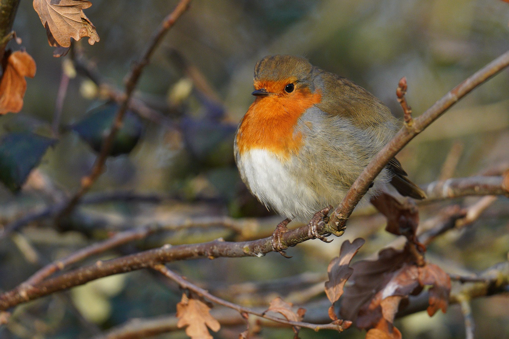 robin2048p.jpg