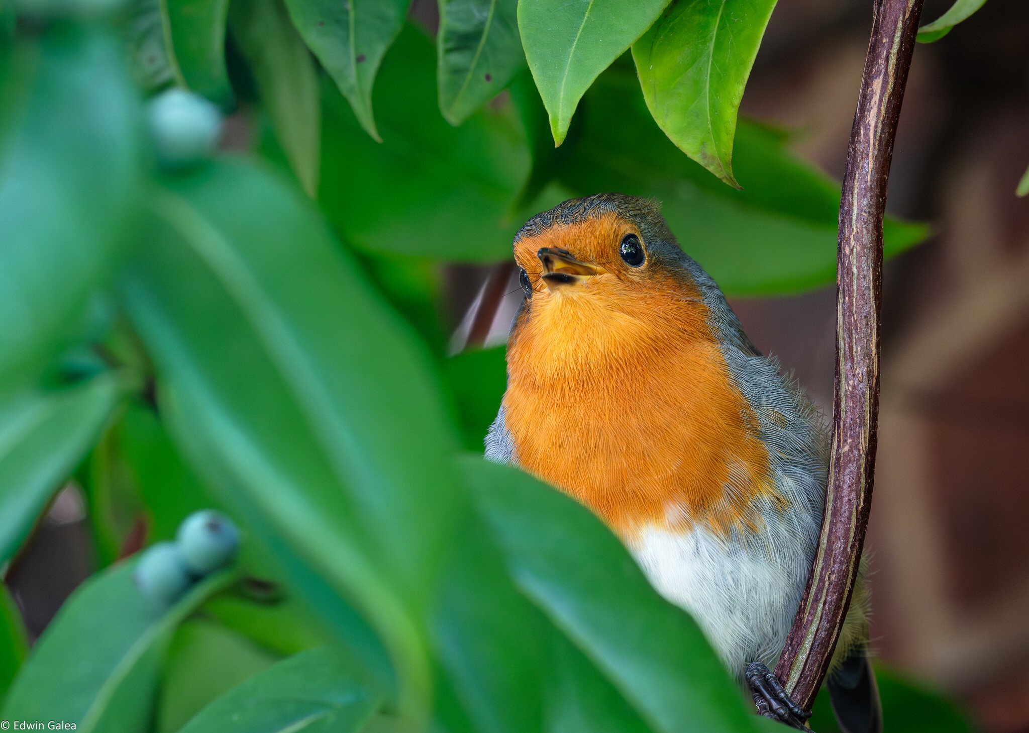robin_breakfast-11.jpg