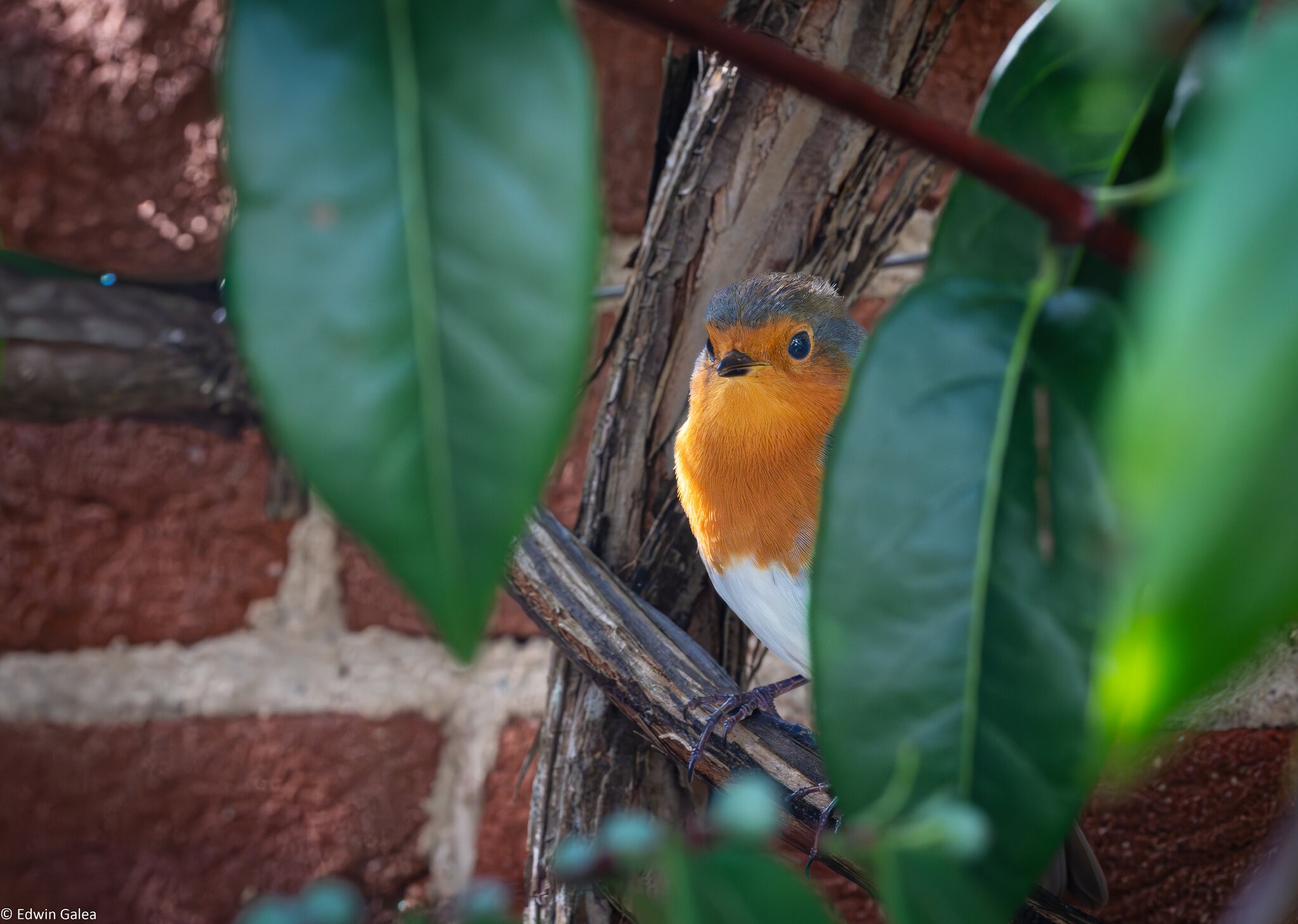robin_breakfast-7.jpg