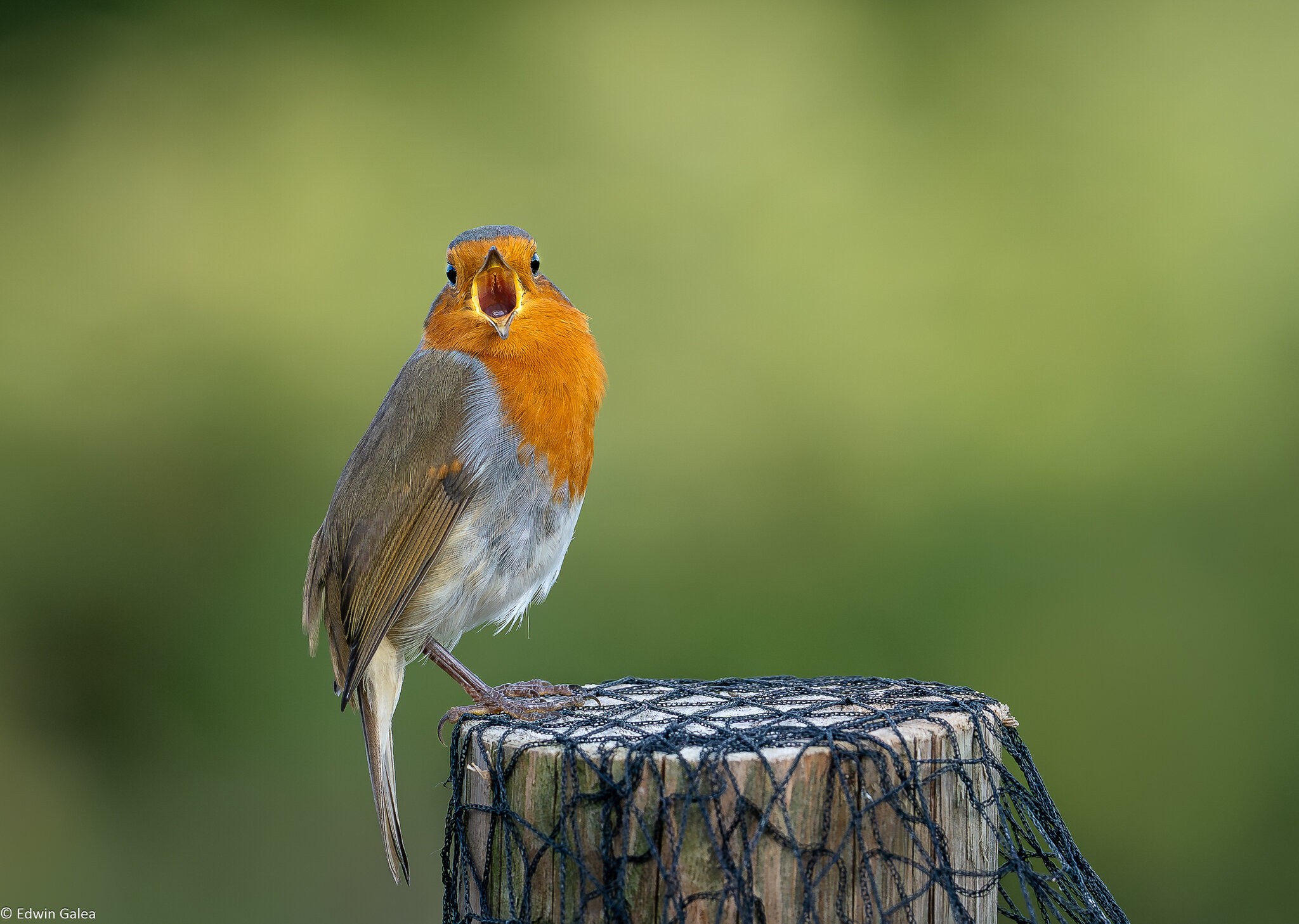 robin_on_perch-16.jpg