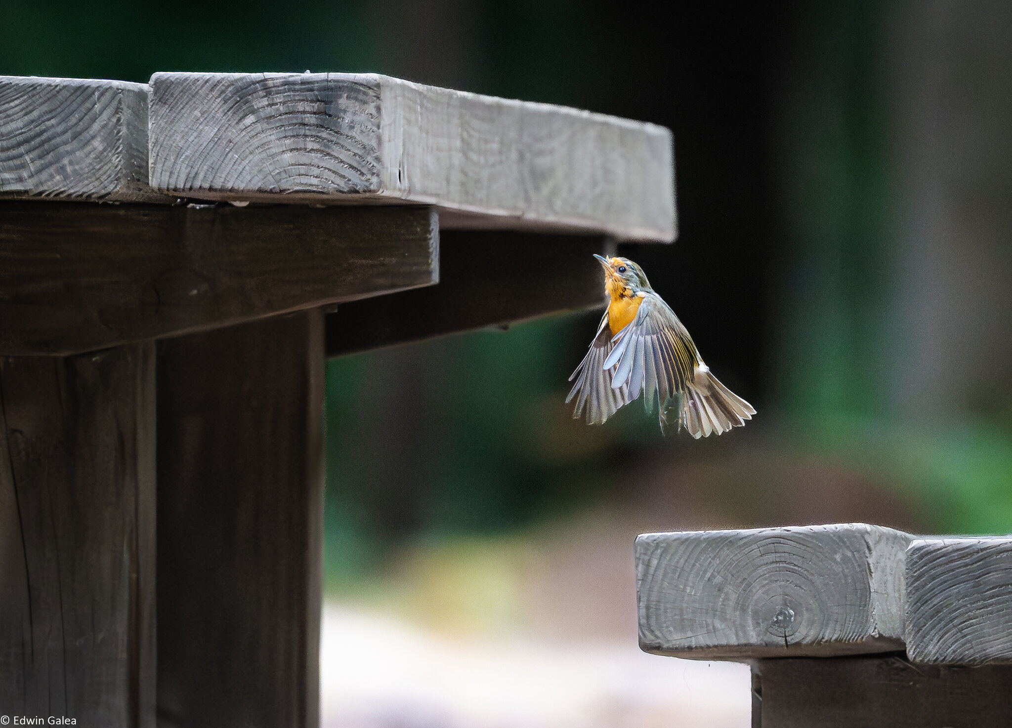 robin_table_flight-4.jpg