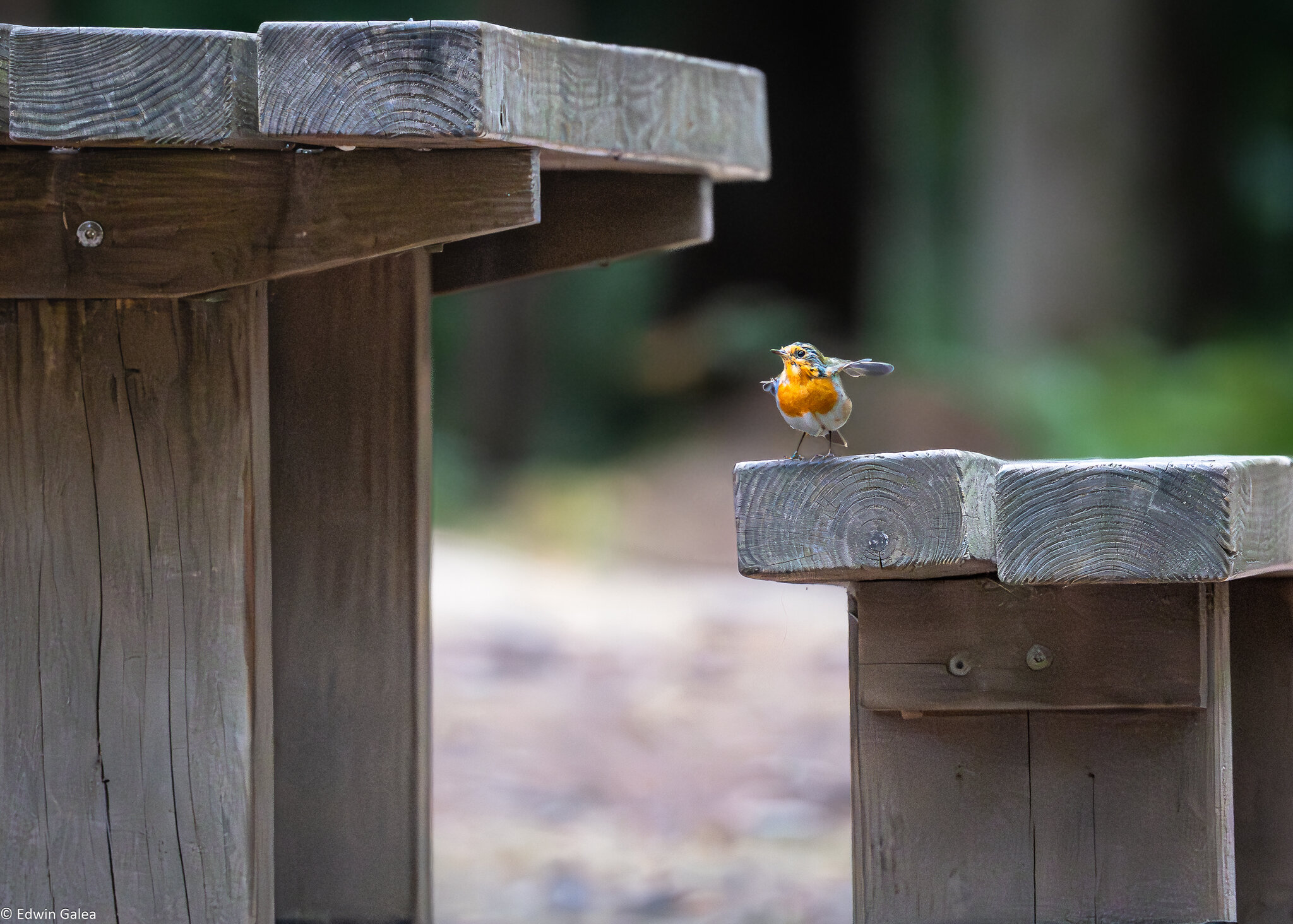 robin_table_takeoff-1.jpg