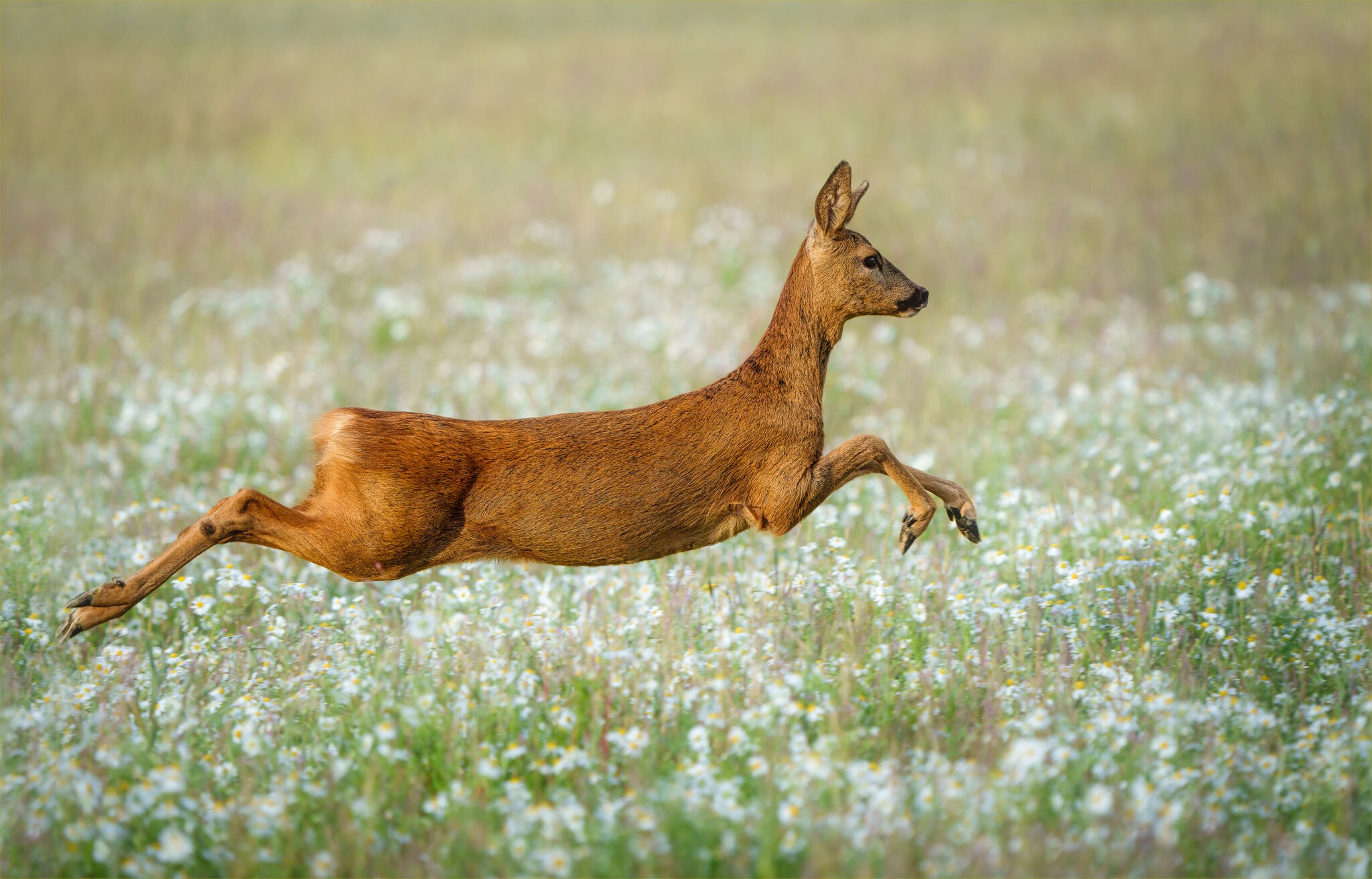 Roe Deer.jpg