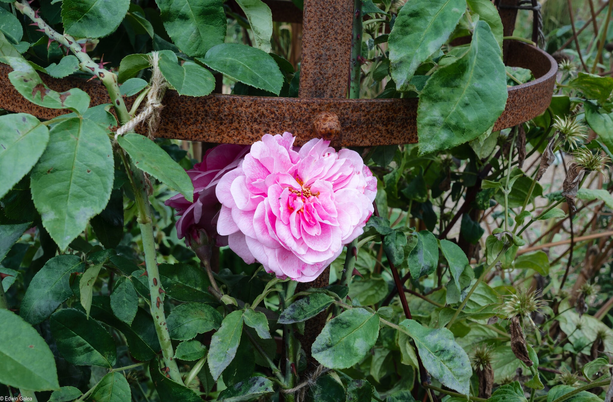 rose-1.jpg