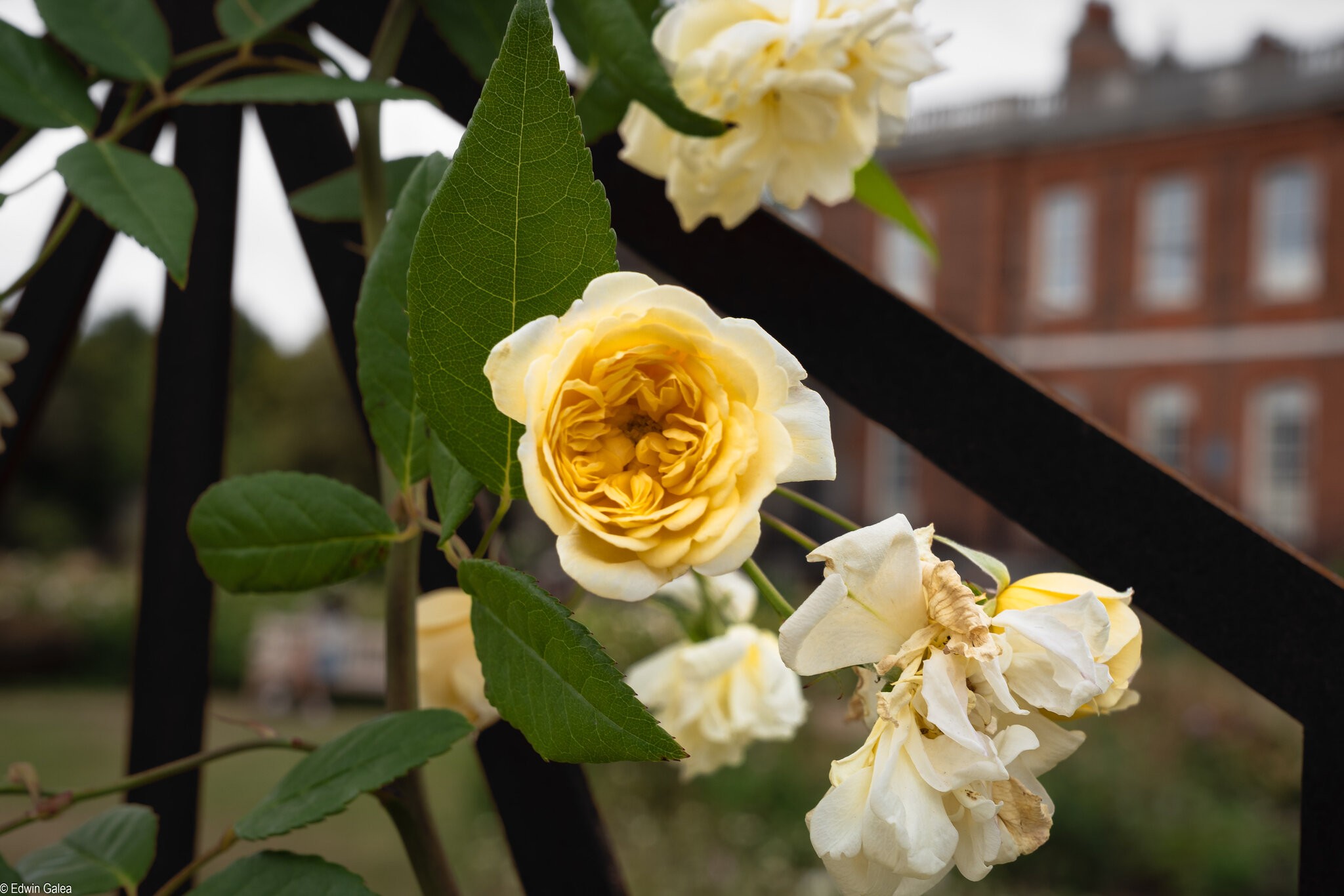 rose_garden-1.jpg