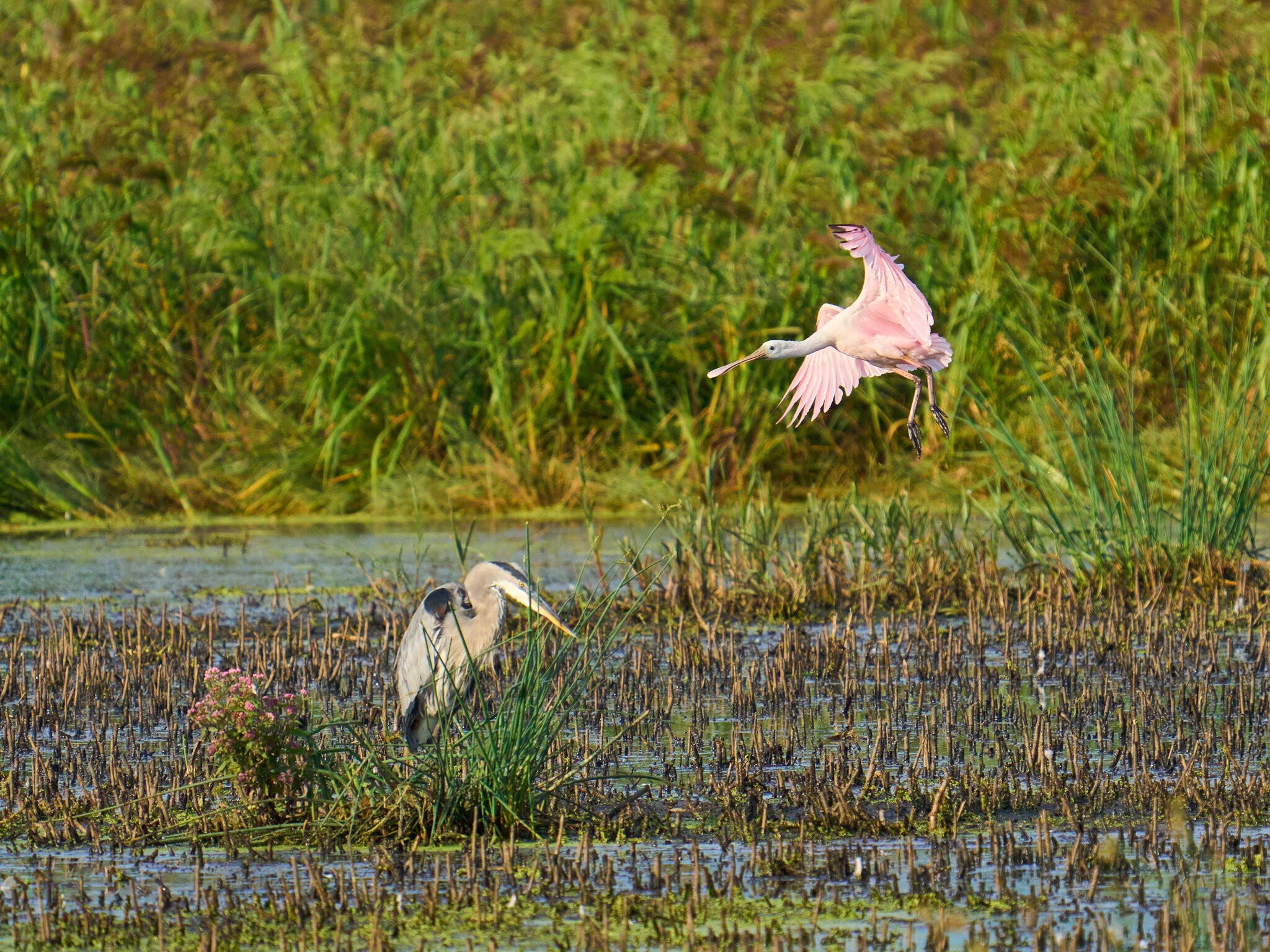 Roseate Spoonbill - Bombay Hook - 09052021 - 04.jpg
