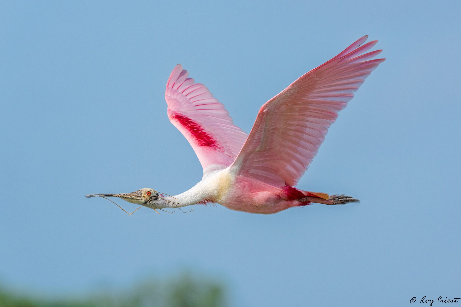 Roseatte-Spoonbill-A1-_ROY0083.jpg
