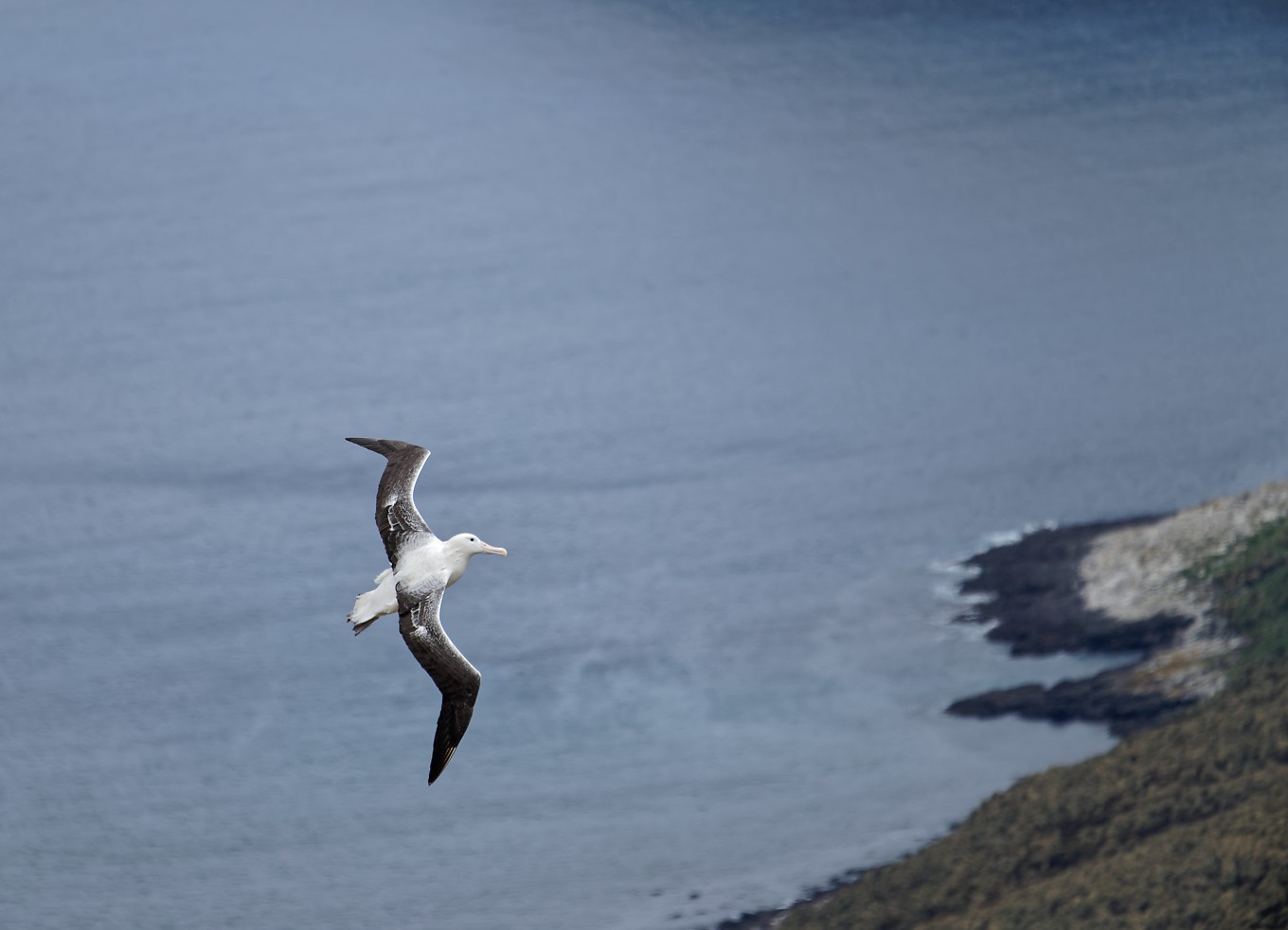 Royal Southern Albatross IF landscape c6 1360.jpg