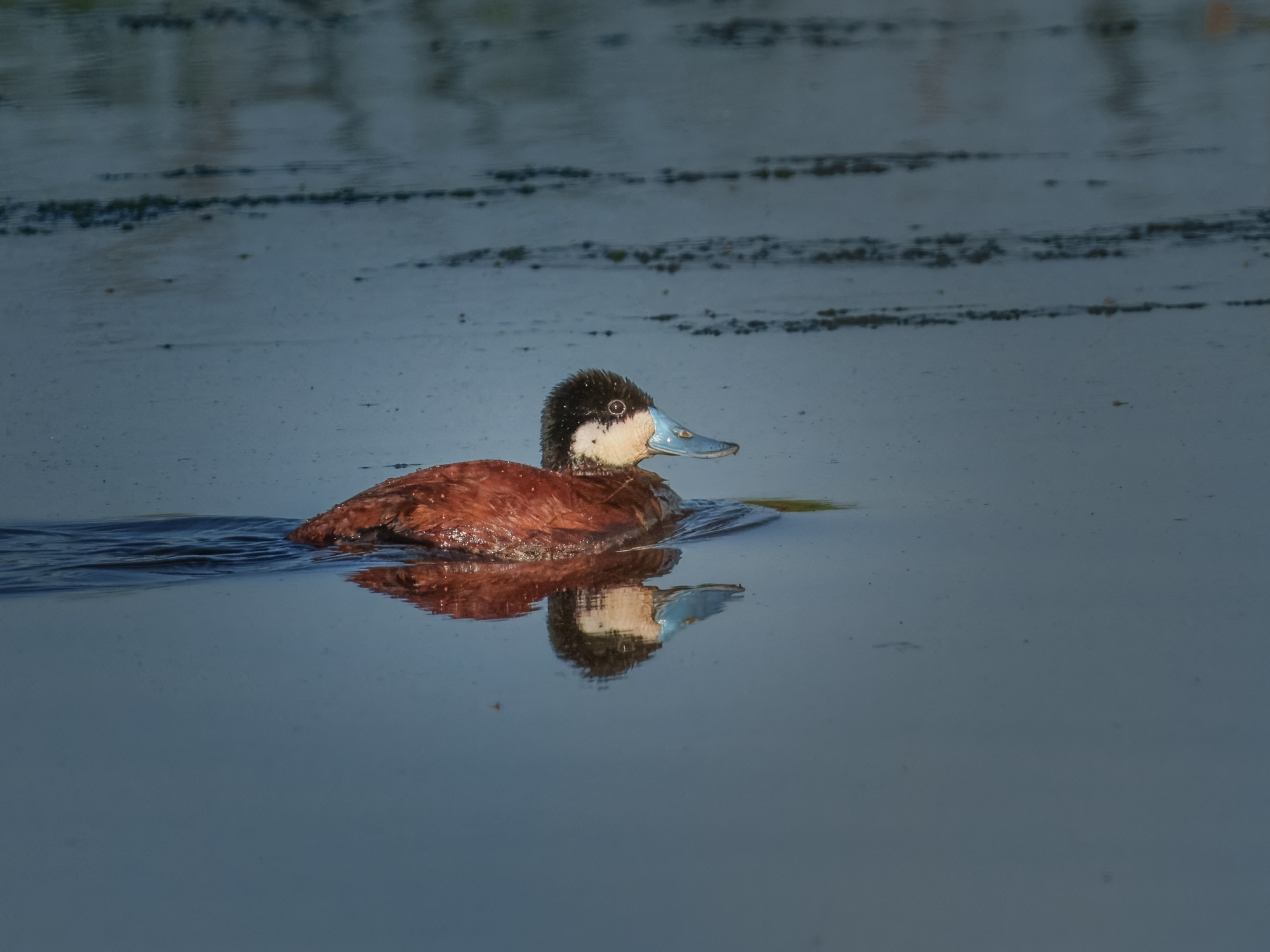 Ruddy Duck-01.jpg