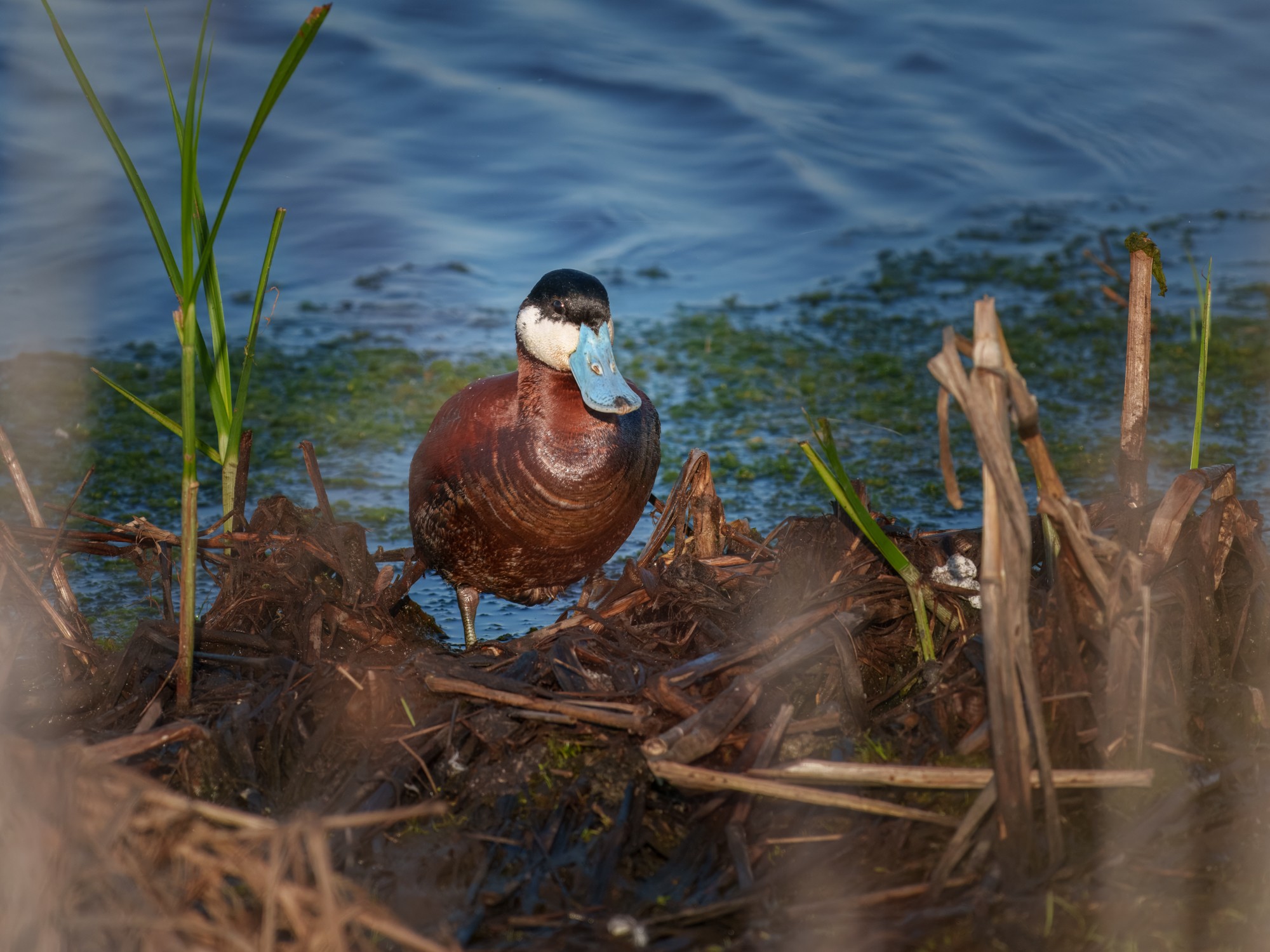 Ruddy Duck-02.jpg