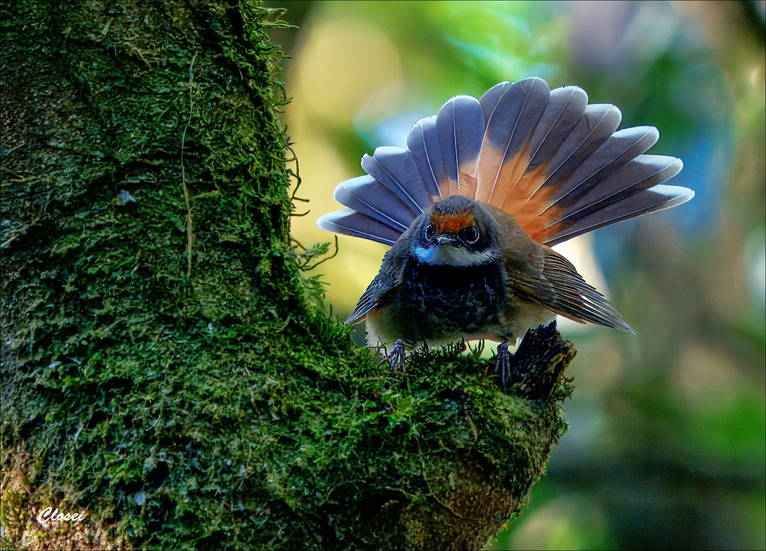 Rufous Fantail 1-r.jpg