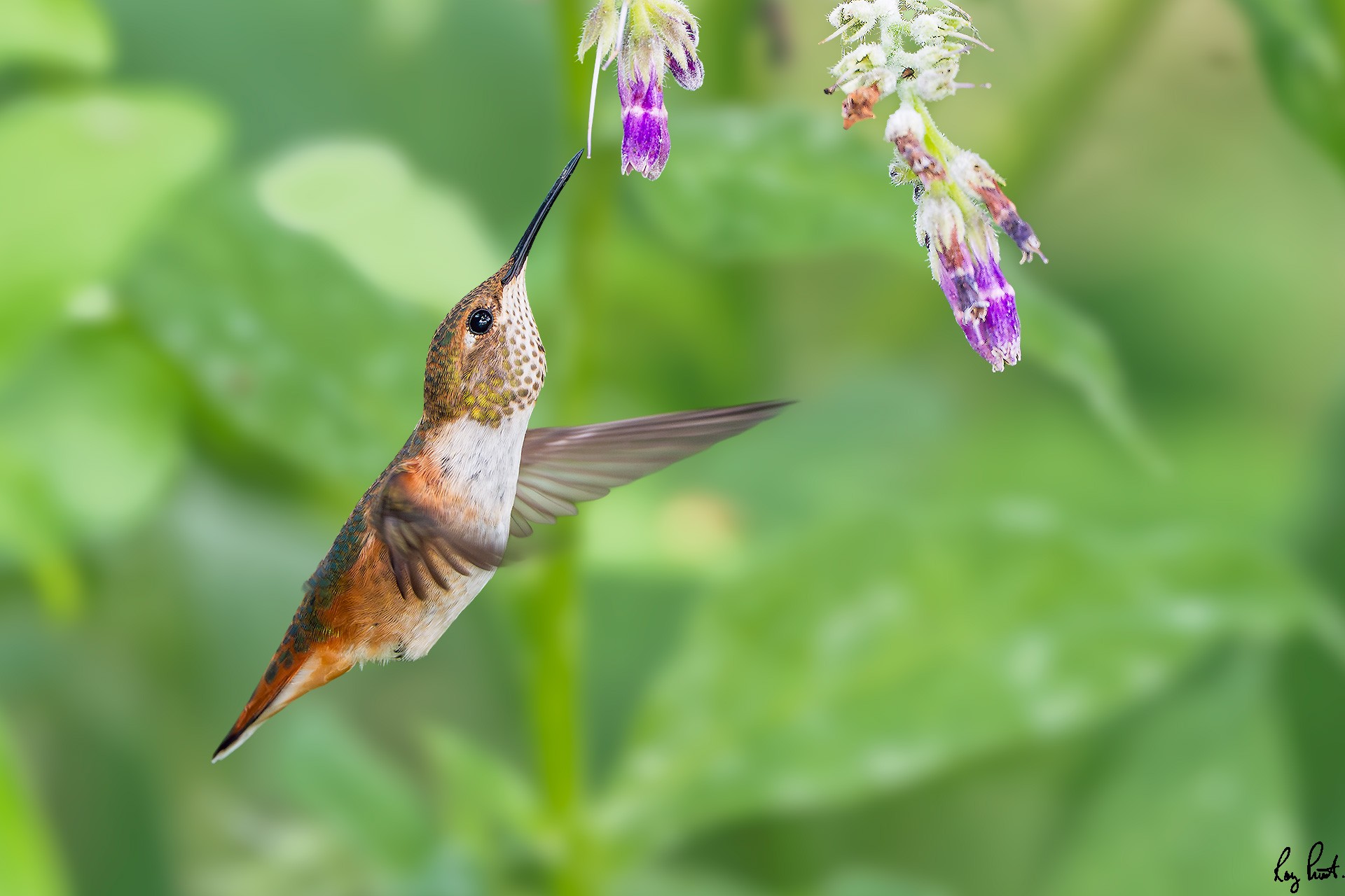 Rufous-Hummingbird_DSC3996-Edit.jpg