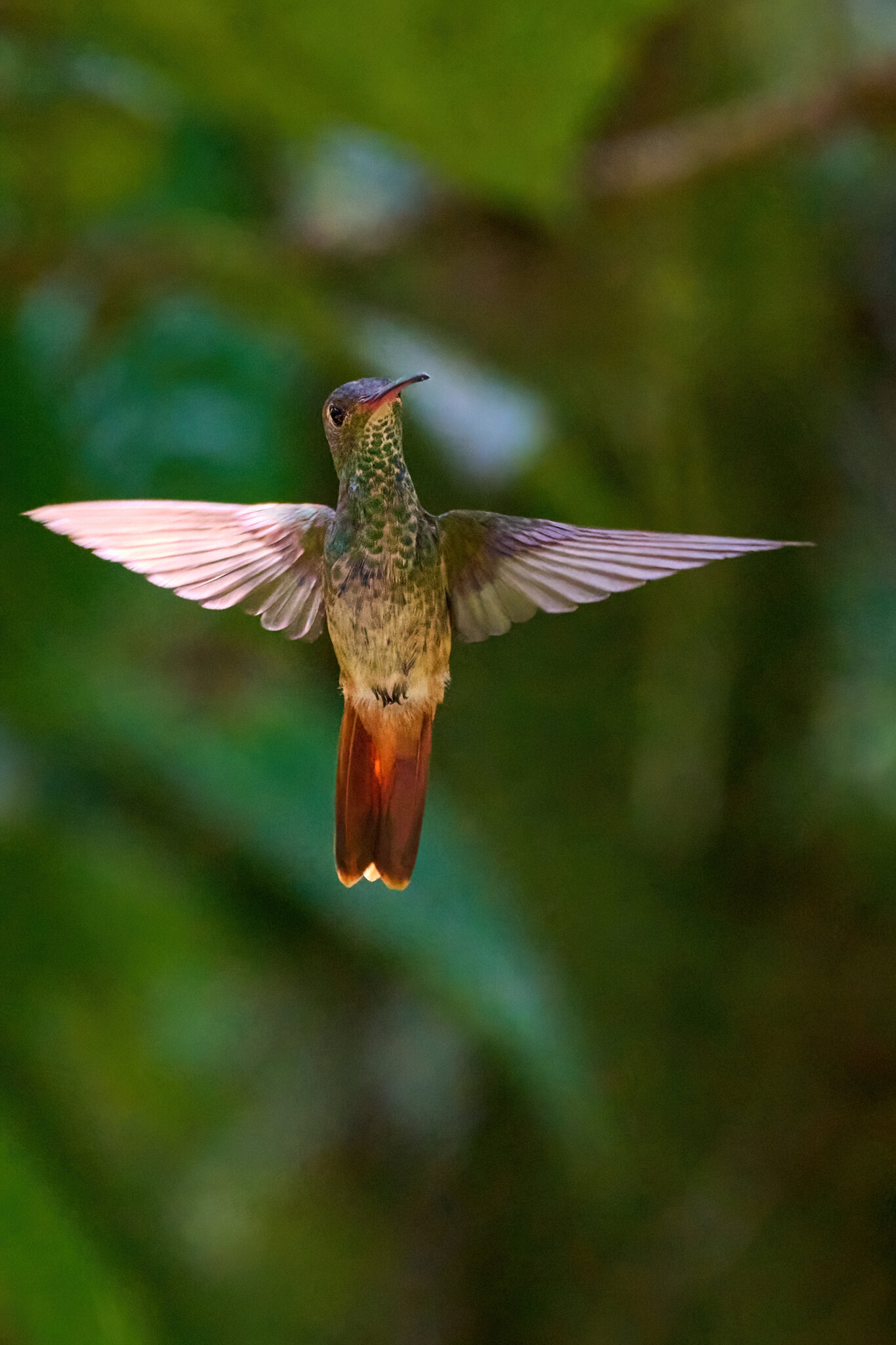 Rufous-Tailed Hummingbird - El Oro 09112022 - 02-DN.jpg