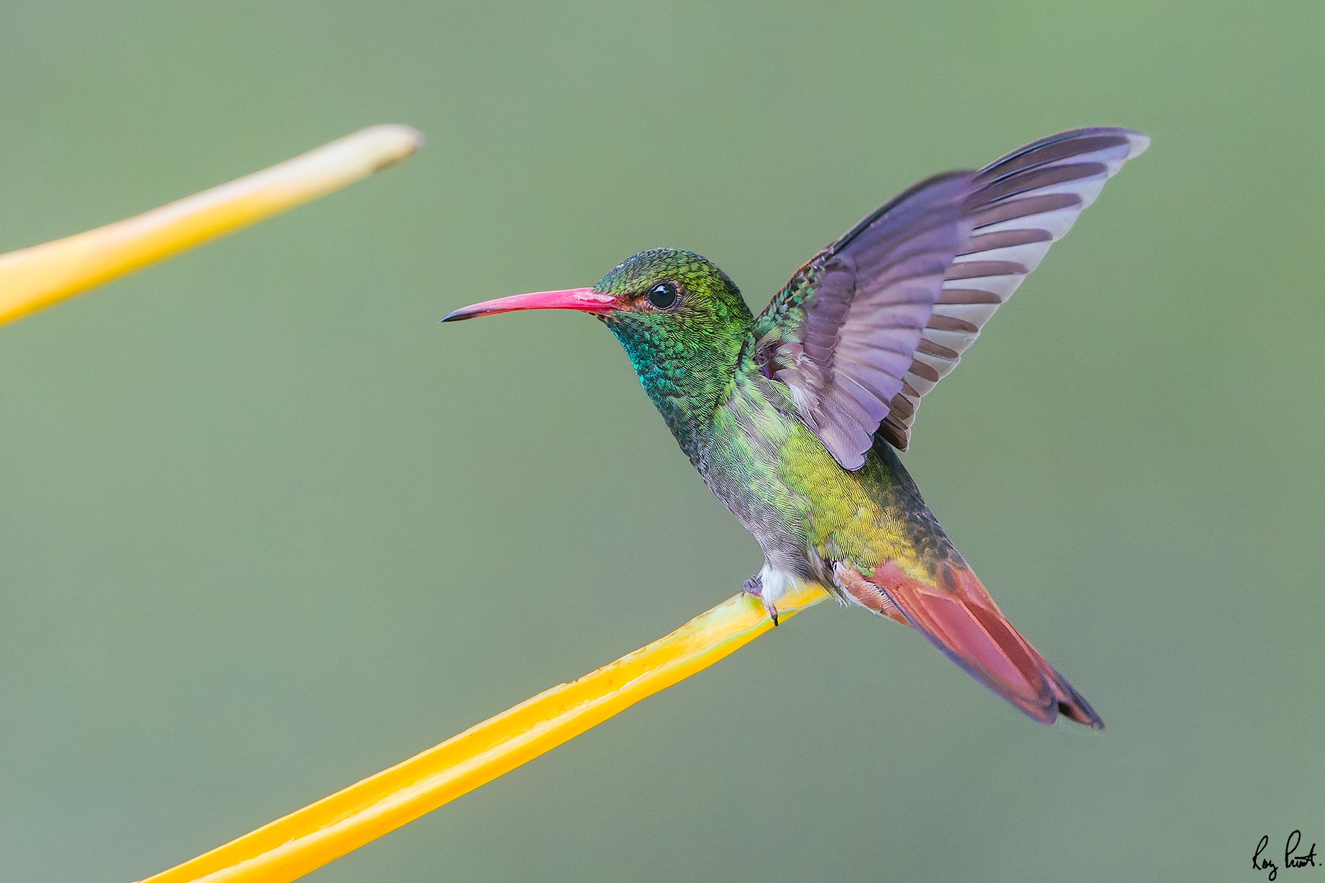 Rufous-tailed-hummingbird_DSC9796-Edit.jpg