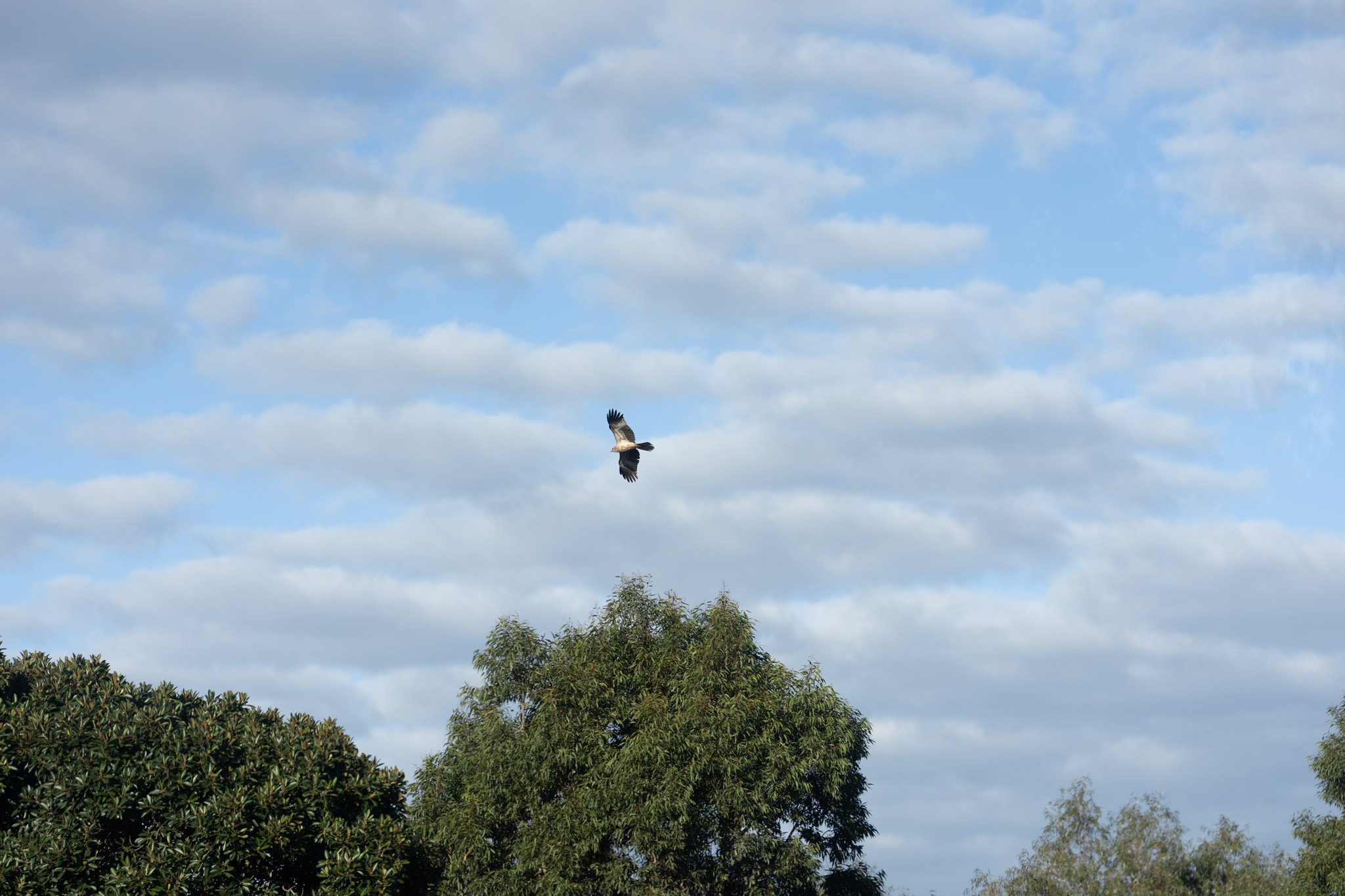 RVI02855f2k.jpg
