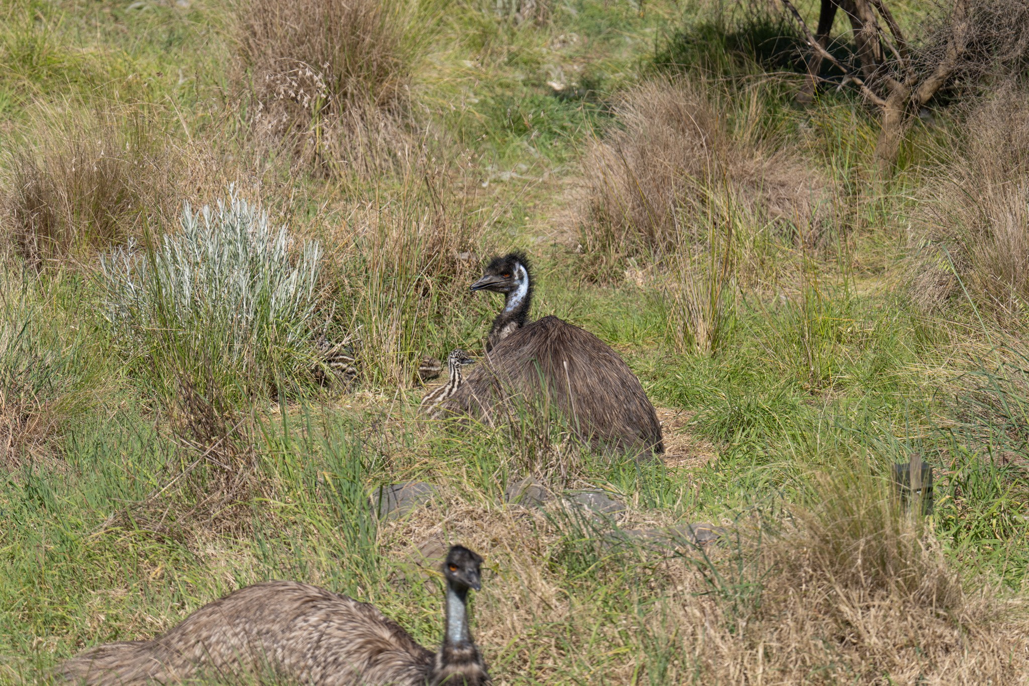 RVI52387f.jpg