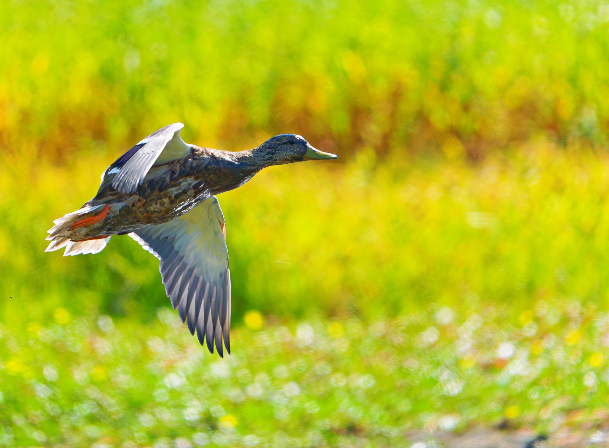 SA107515_DxO-topaz-sharpen_Radiant.jpg