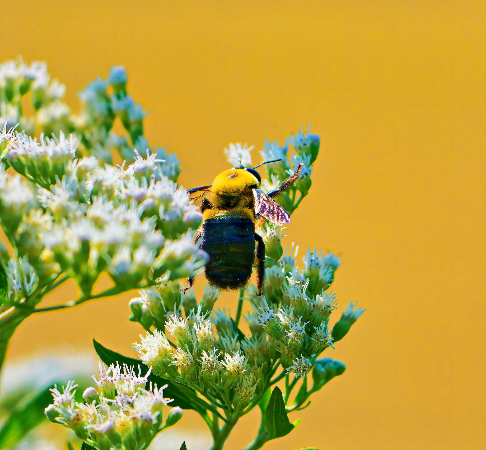 SA107816_DxO-topaz-sharpen-denoise_Radiant.jpg
