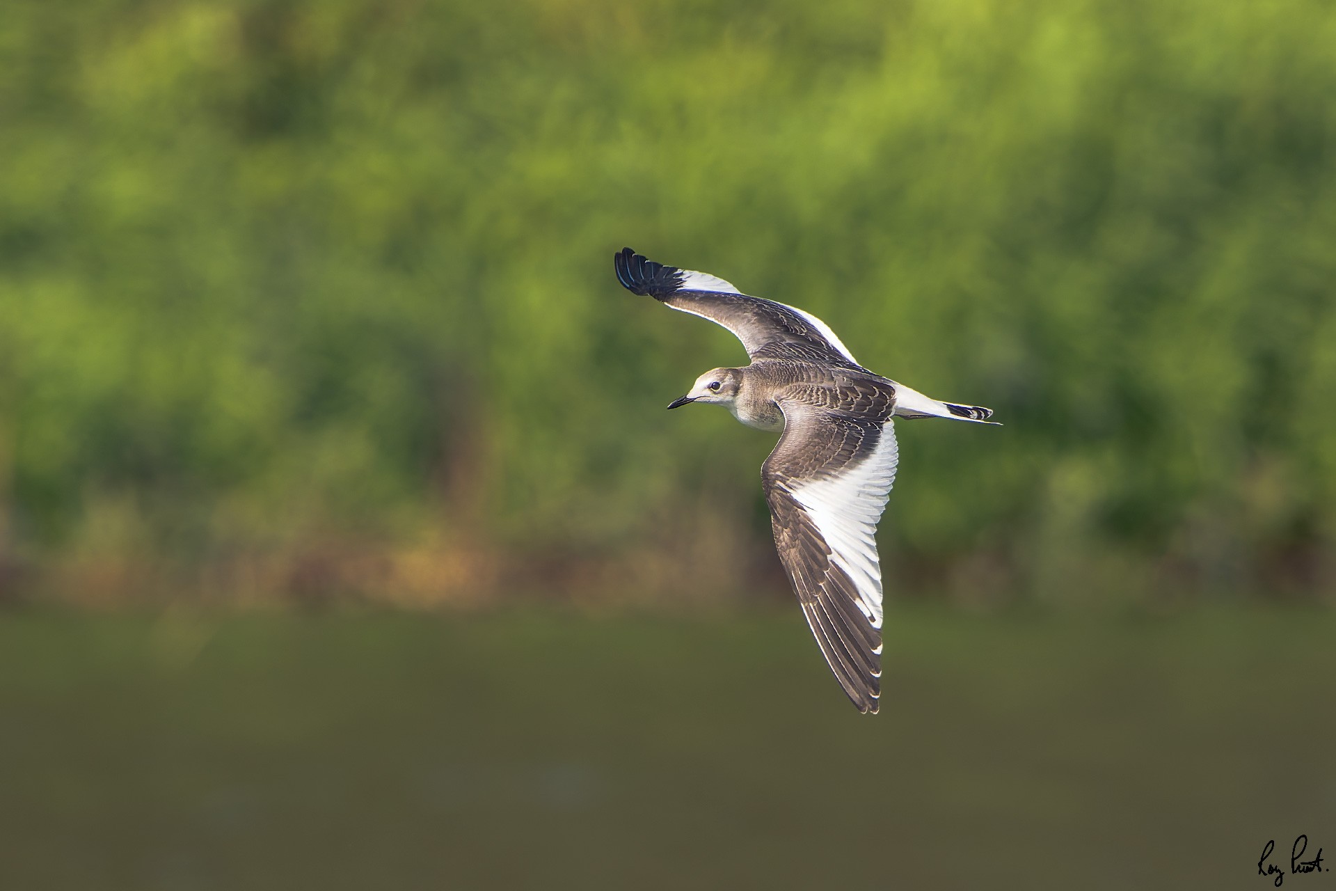Sabine's-Gull_DSC2526-Edit.jpg