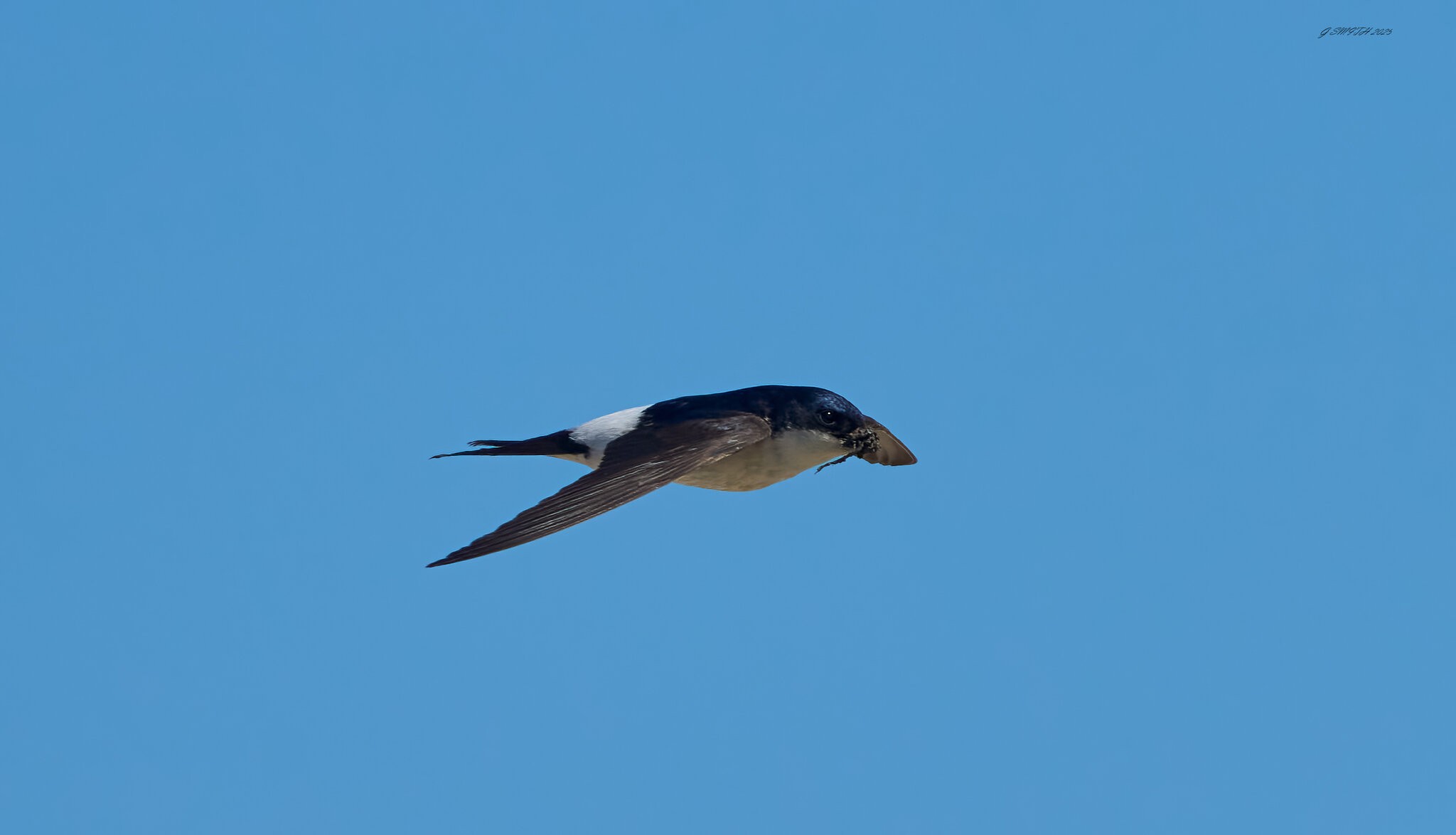 sand martin 2025.jpg