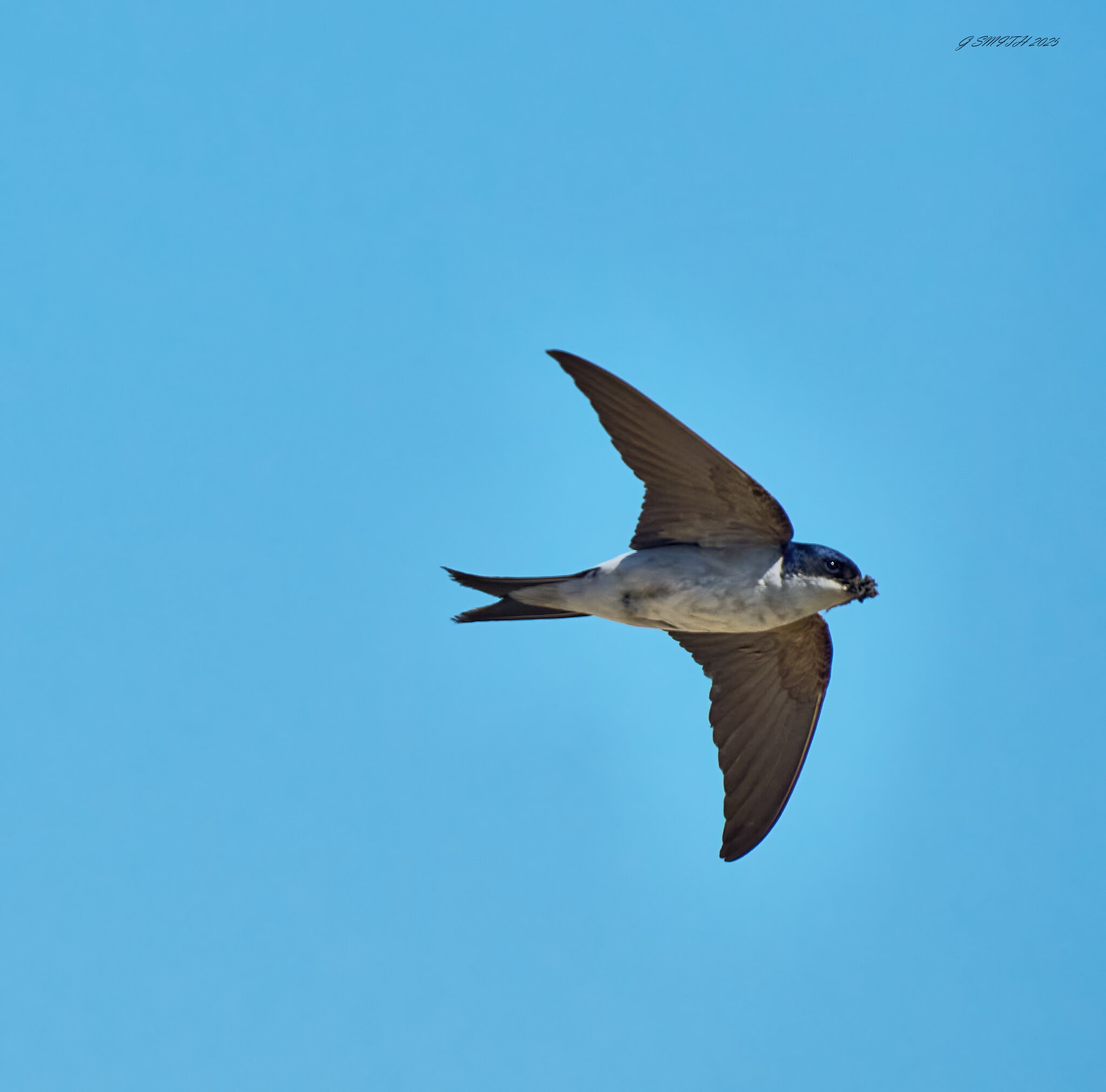 sand martin 2025_2.jpg