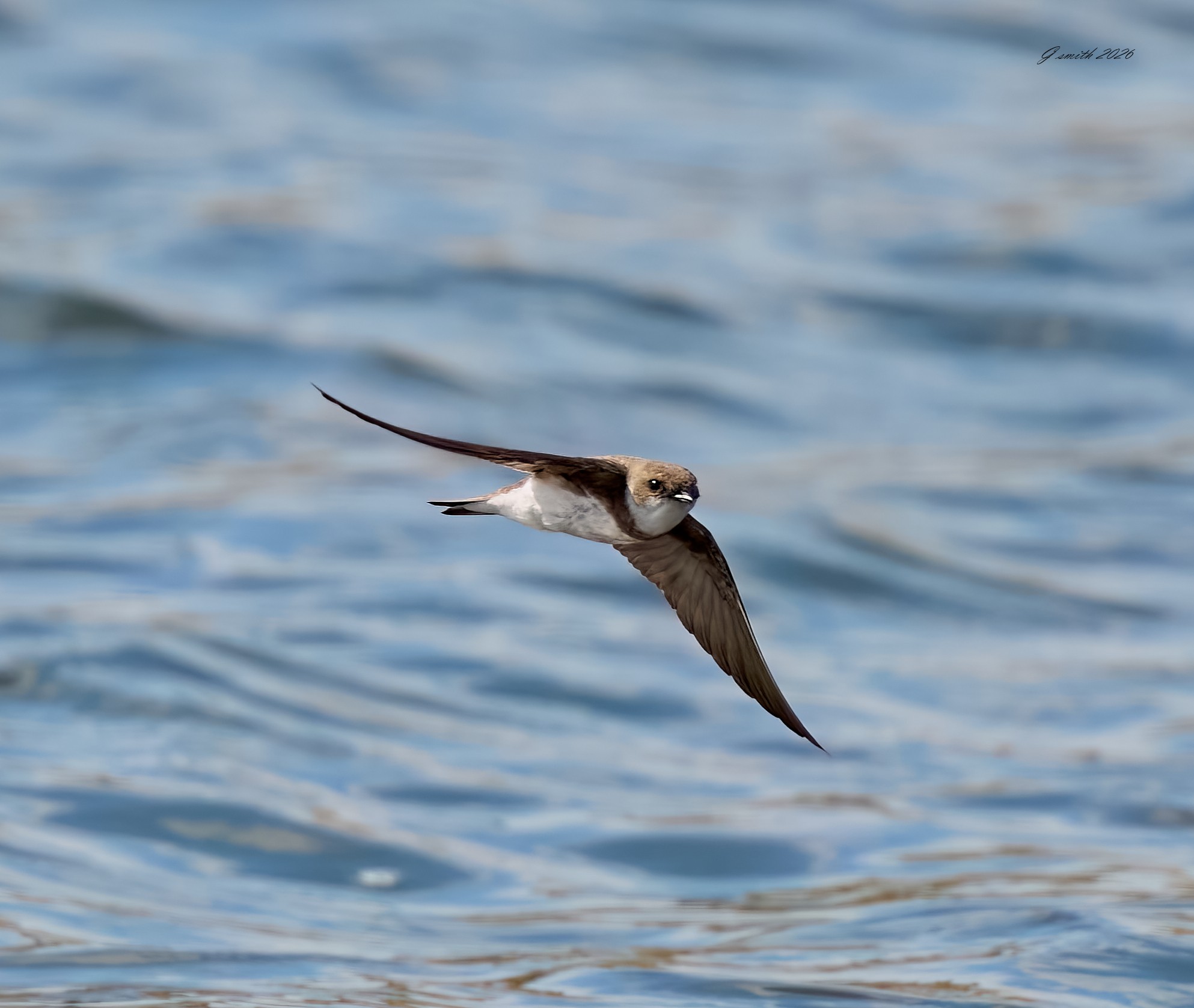sand martin 2026.jpg