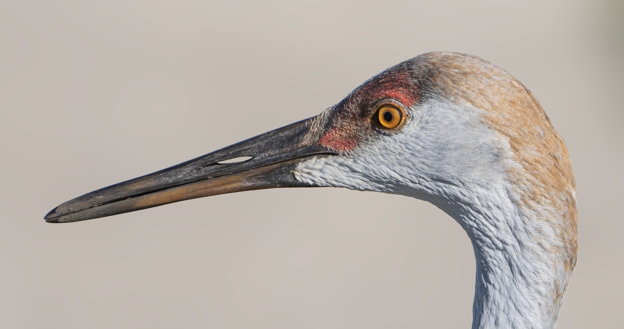 Sandhill Crane Family Juvenile01.jpg