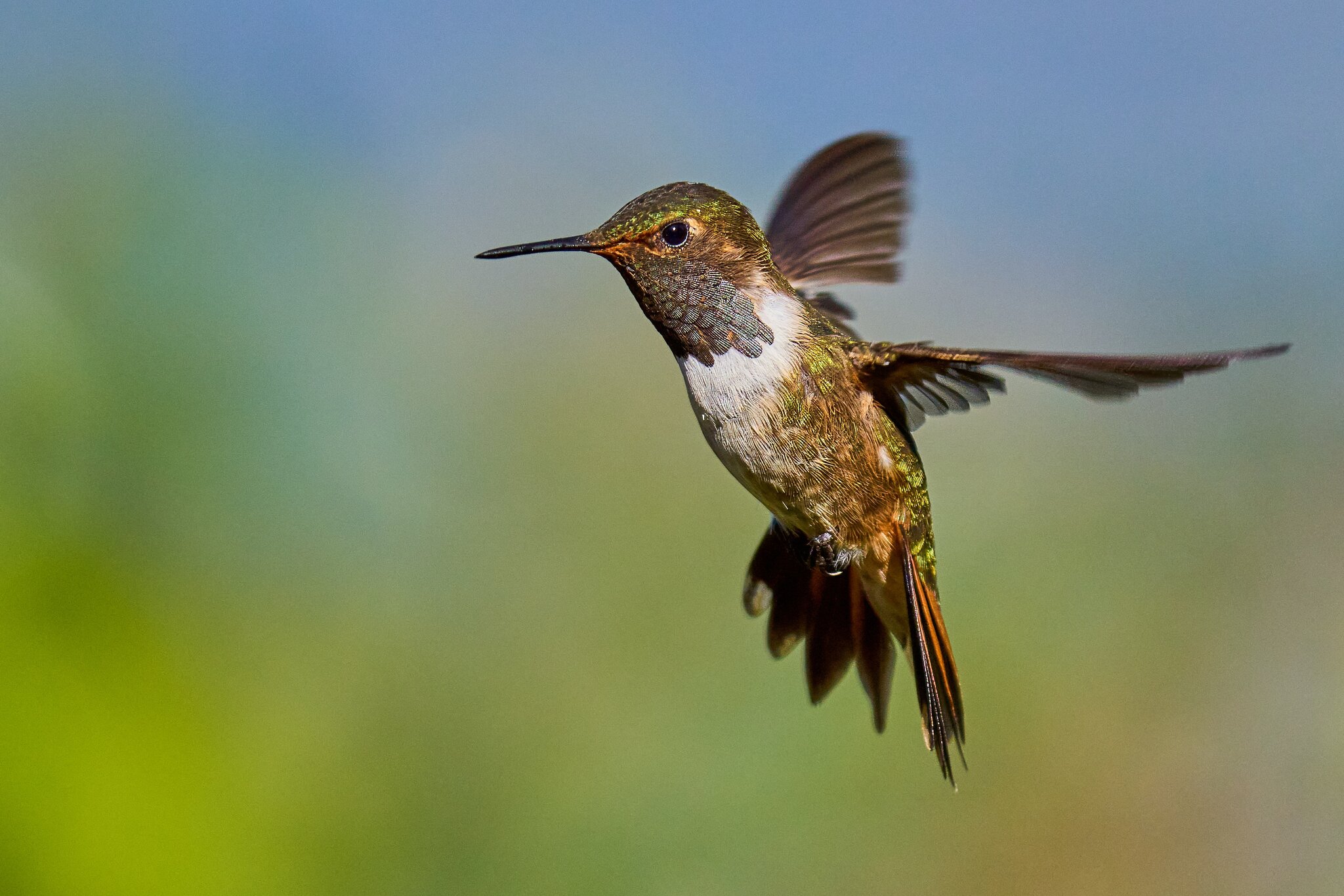 Scintillant Hummingbird - Paraiso Quetzal Costa Rica - 03092024 - 06- DN.jpg